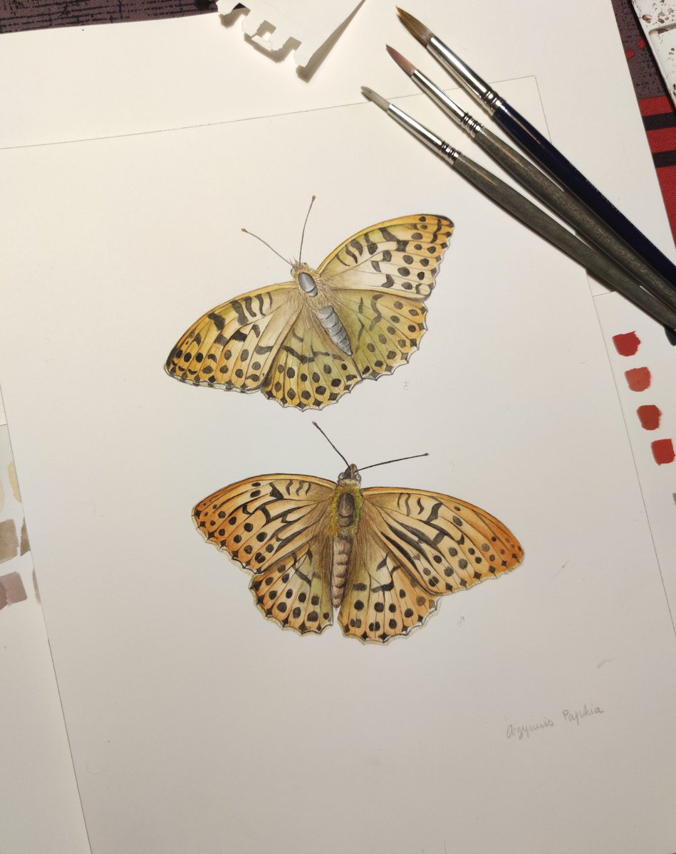 Argynnis Paphia / Papallona nacarada mascle i femella 🌼🦋