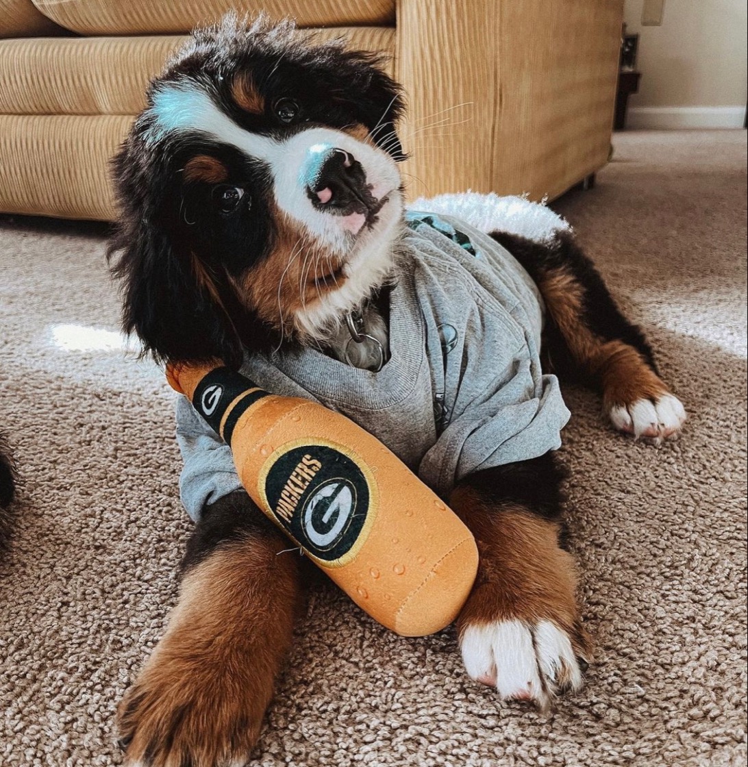 Celebrating our #PackersPups on #NationalPuppyDay! 🐶🏈 

#GoPackGo 