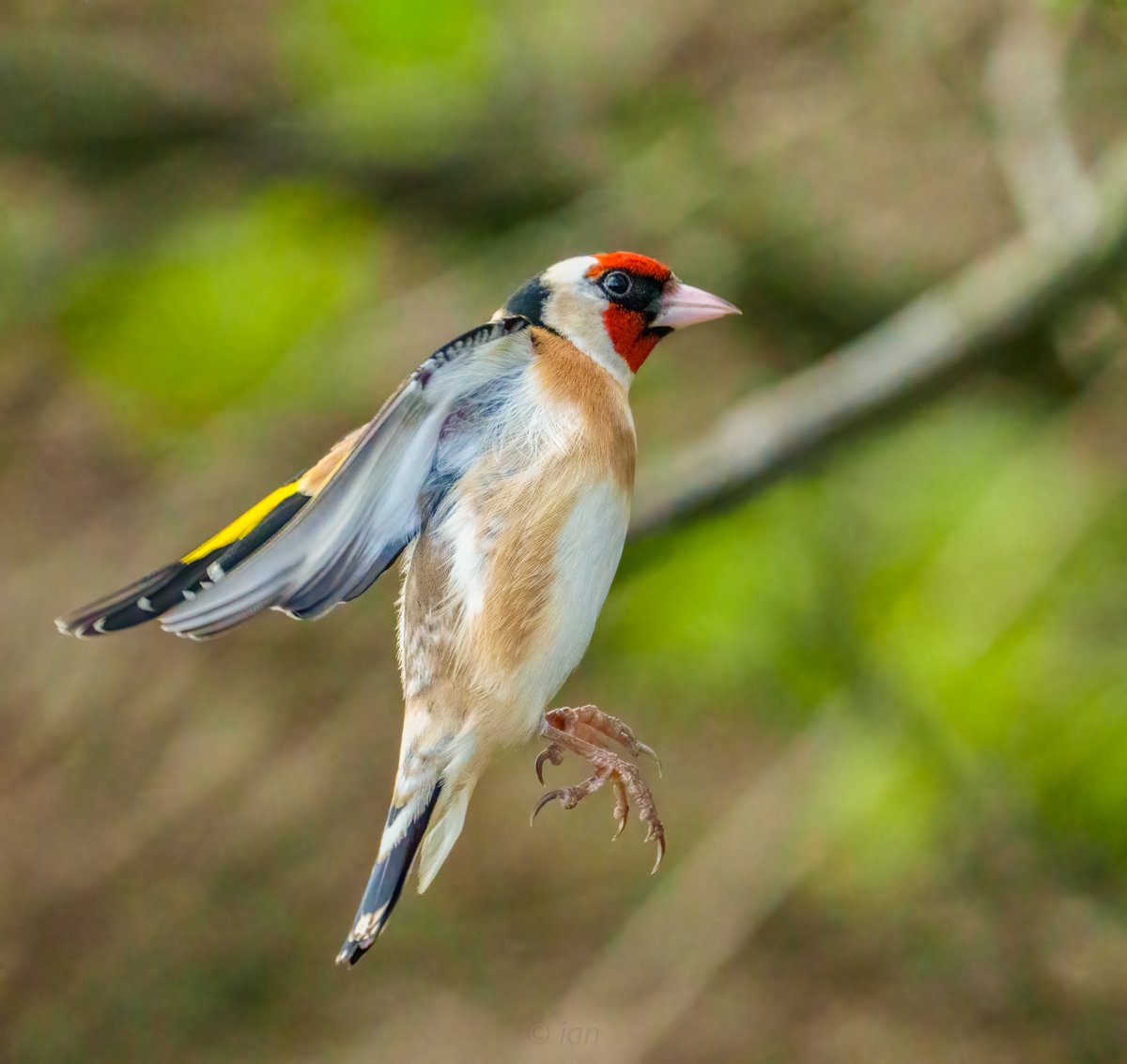 goldfinch in the tree sparrow farm today at old moor. <a href="/RSPB_OldMoor/">RSPB_OldMoor</a> <a href="/Barnsleybsg/">Barnsley Birders</a> #wildlife #nature #wildlifephotography #naturephotography #birds #photography #animals #bird #naturelovers #wild #animal  #photooftheday #birdphotography #perfection #sony #birdwatching #birding