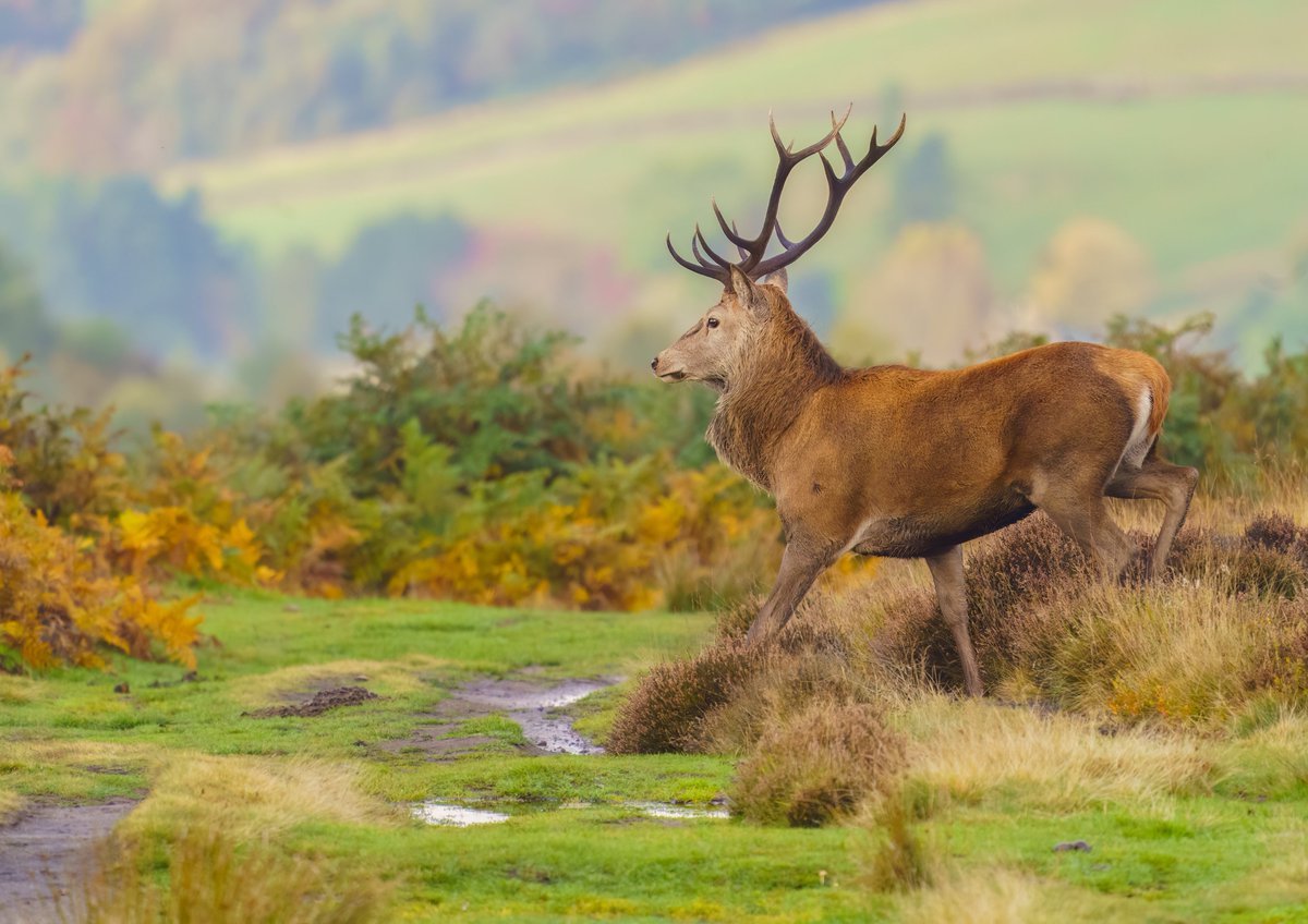stags on white edge last year @JohnLawArt