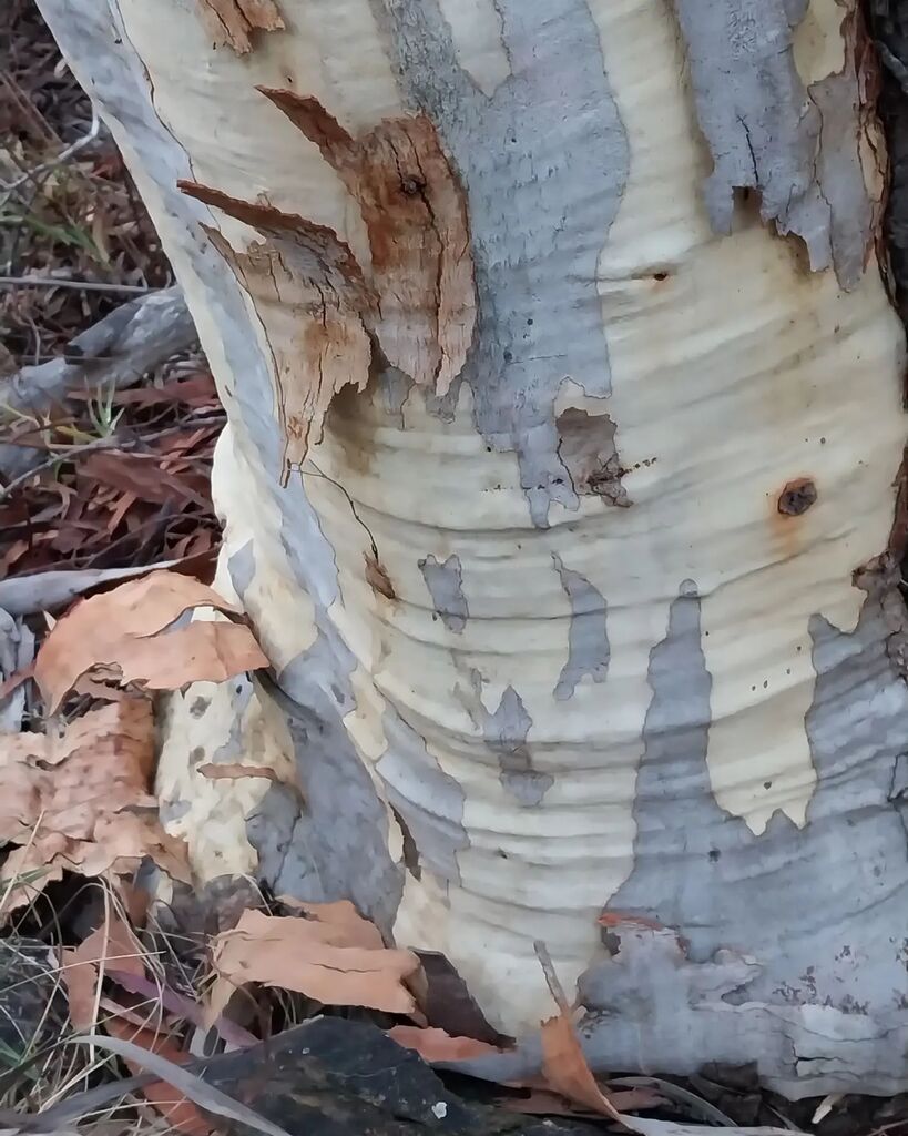 KateBunker10's tweet photo. Eucalyptus melliodora 
Yellow box

On #NgunnawalCountry https://t.co/tv2ViivBoQ https://t.co/G827dyRQb3