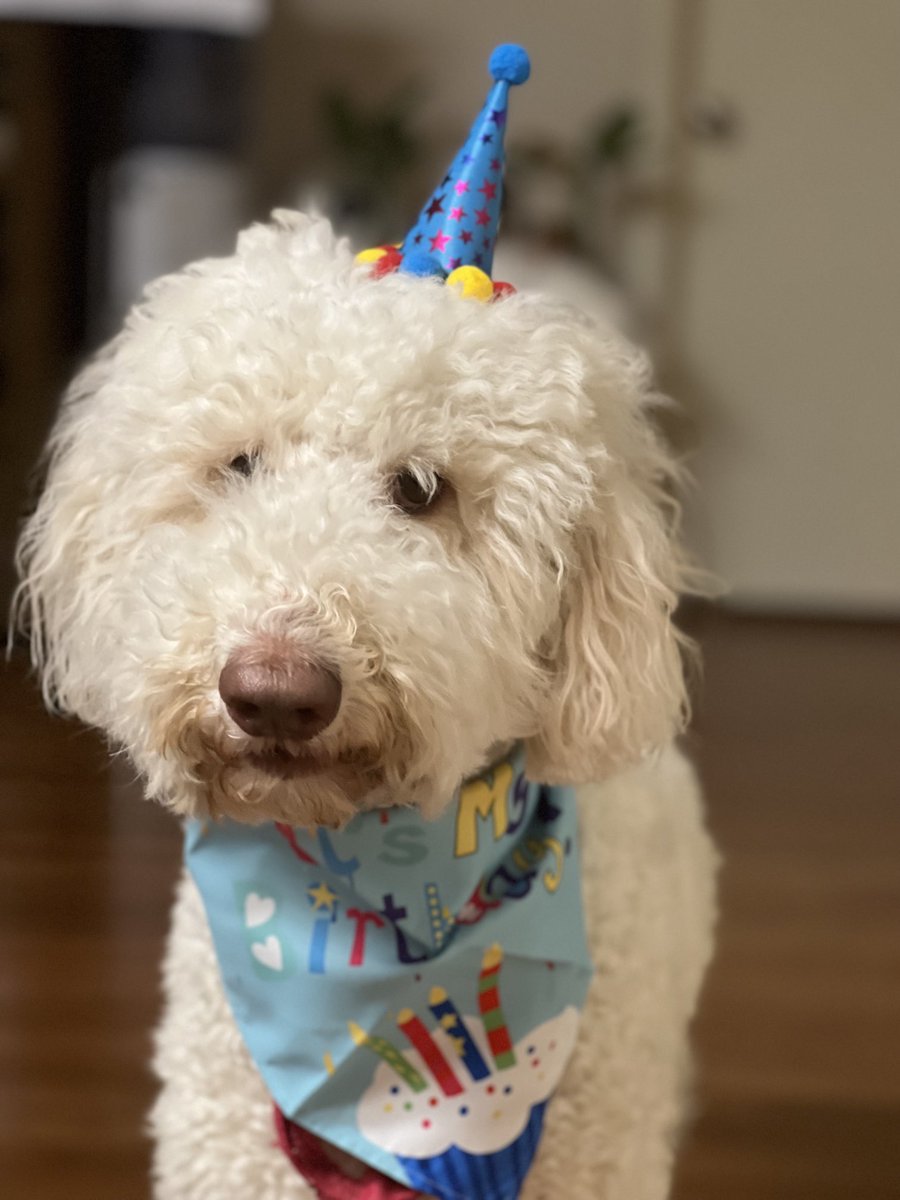 Chethan Rao MD FNCS (@chethanpv) on Twitter photo <a href="/DodgertheDoodle/">Dodger the Labradoodle</a> turned 3 today! Happy birthday buddy!!! Thanks for being the serotonin delivery system of the Rao household. <a href="/DodgertheDoodle/">Dodger the Labradoodle</a> turned 3 today! Happy birthday buddy!!! Thanks for being the serotonin delivery system of the Rao household.