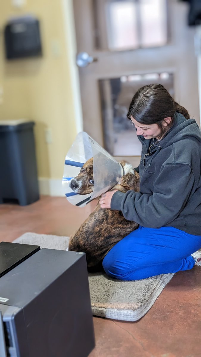 HART for Animals tweet media