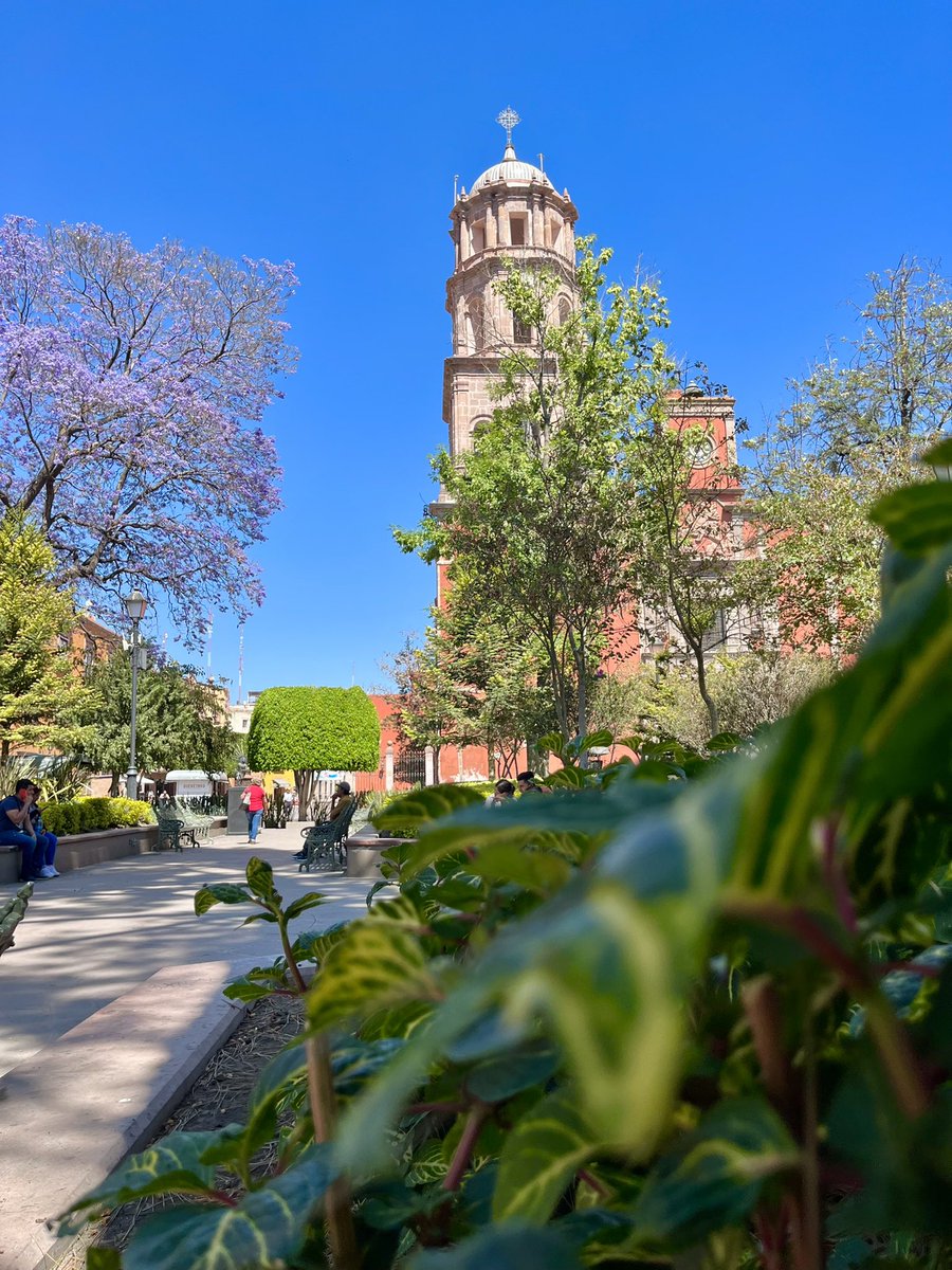 apocool_'s tweet photo. ¡Buenas tardes amigos, excelente semana!🙌🏻✨
¡Fotografía tomada desde el hermoso Jardín Zenea, en el centro de Querétaro!🌳❤️
#QueretaLOVE #Querecool https://t.co/HBBJ3Gv7K3