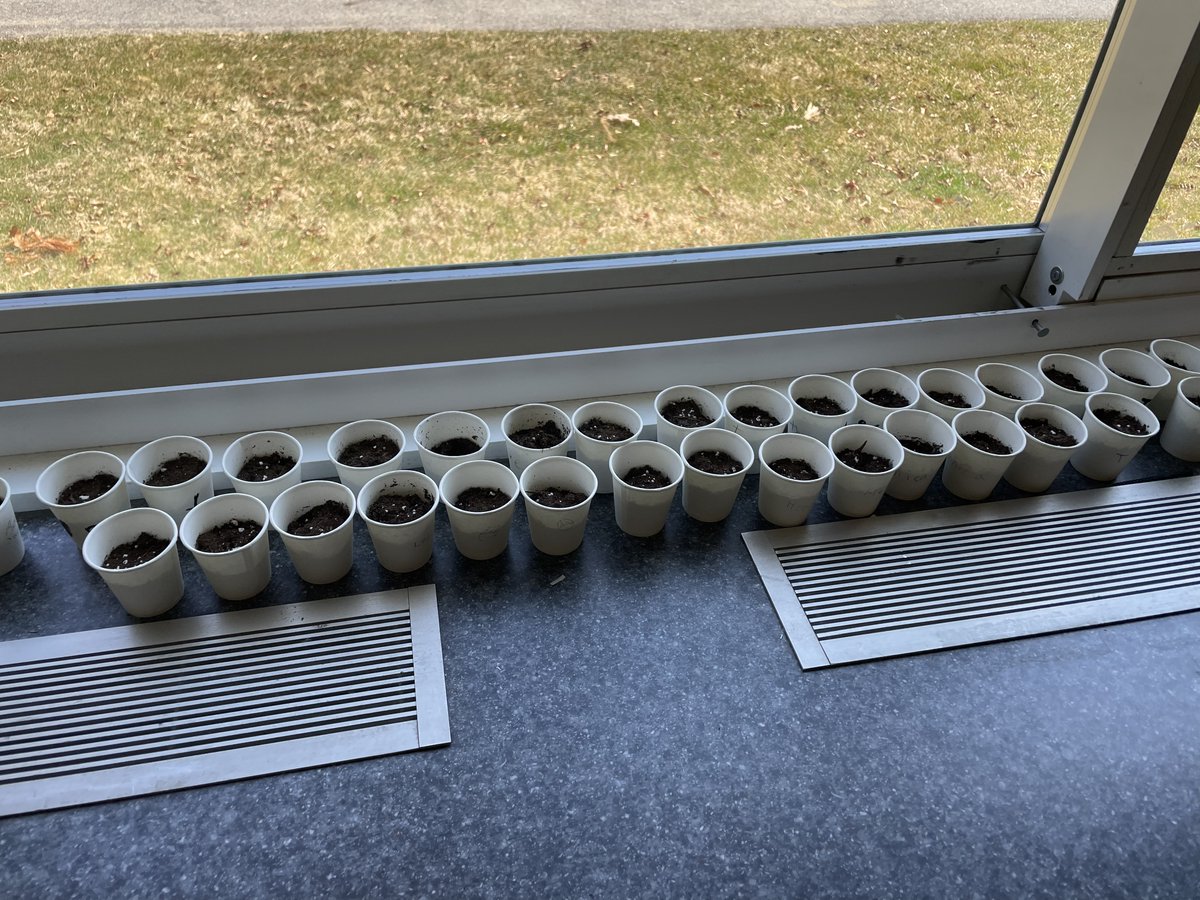 JillianMWISE's tweet photo. Today at Brookside the students read a book called "We Are The Gardeners" by Joanna Gaines. The students then got to plant sunflowers for the school garden! #YHSWISE2023 #WISE #Education @YHSMrsMero https://t.co/jU9omZmNFG