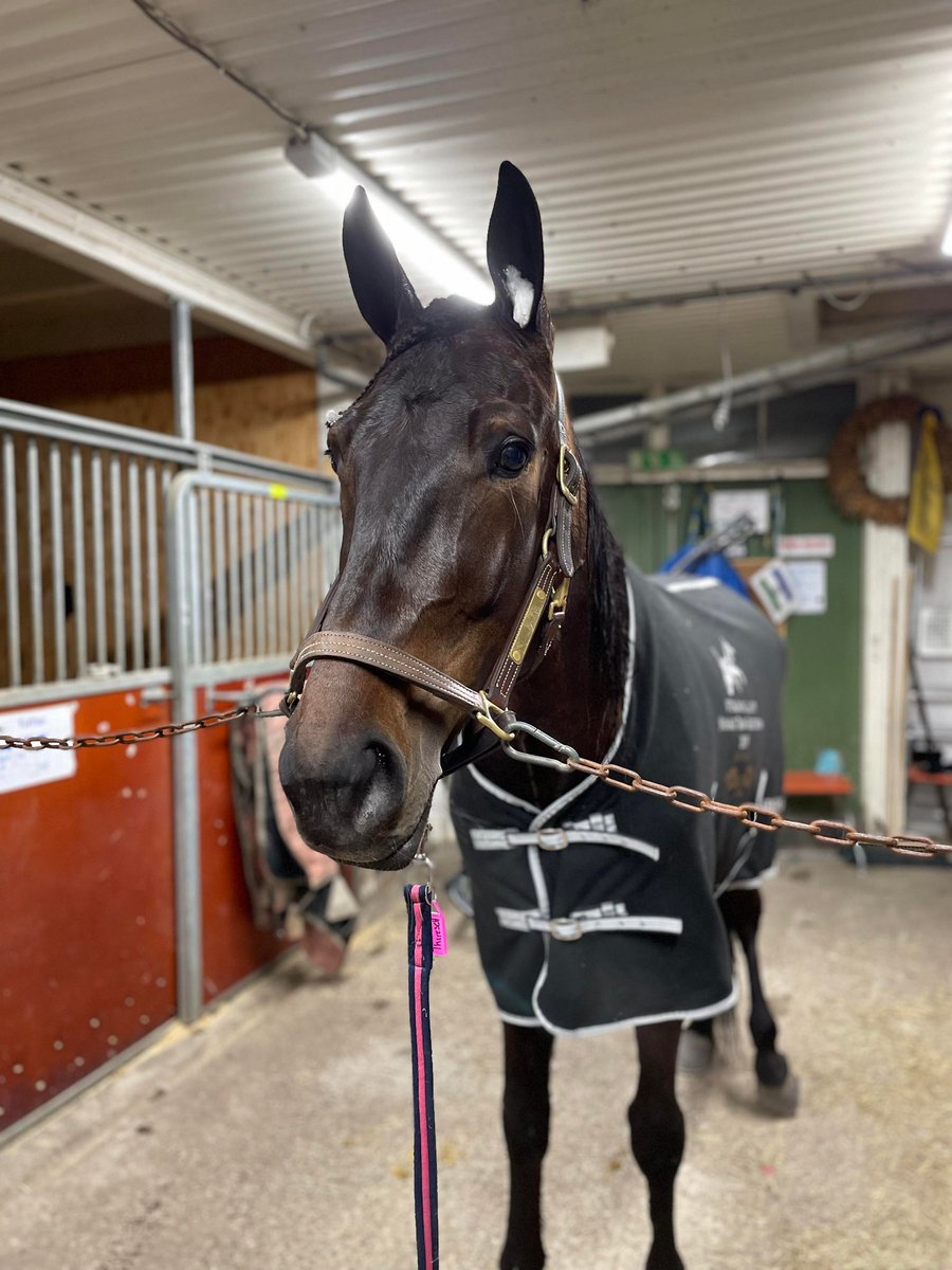 100% ikväll när 3-åringa Carlos Diamant vann direkt i debuten🌟 och därefter gjorde Bravo Umut Rodi ett gediget lopp när han vann från utvändigt ledaren🌟🐴🐴🥇🥇🤩