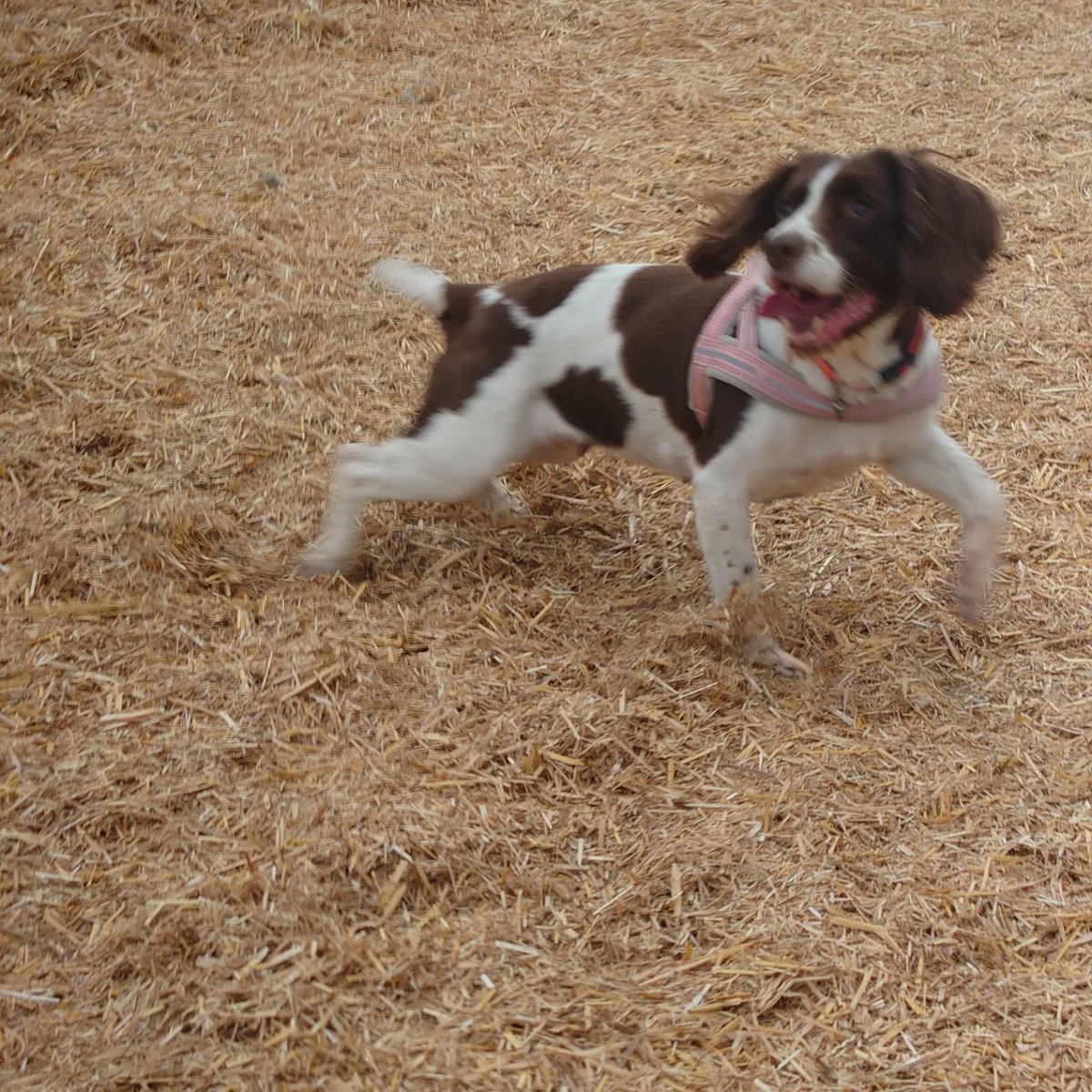 FyldeFan's tweet image. A terrible end to the day. I left this beautiful, fun loving girl in great spirits this morning with her sister. My wife called me as I was on my way home to say she was poorly and she passed away within 15 minutes of me getting home. I'll miss our beautiful Springer #RIPJess 😢