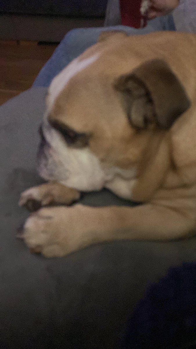 lizrmarsh's tweet image. Fly High Woody #ripwoody #bulldog #mrgrumpy 🐶🥲😢🐾