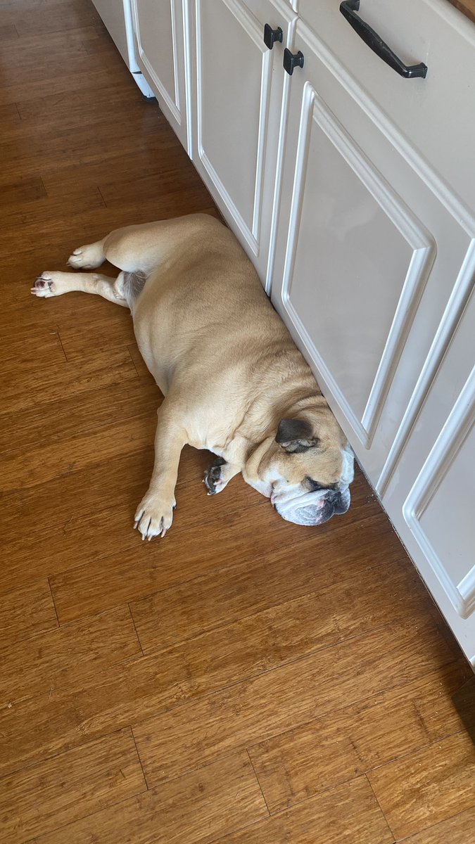 lizrmarsh's tweet image. Fly High Woody #ripwoody #bulldog #mrgrumpy 🐶🥲😢🐾