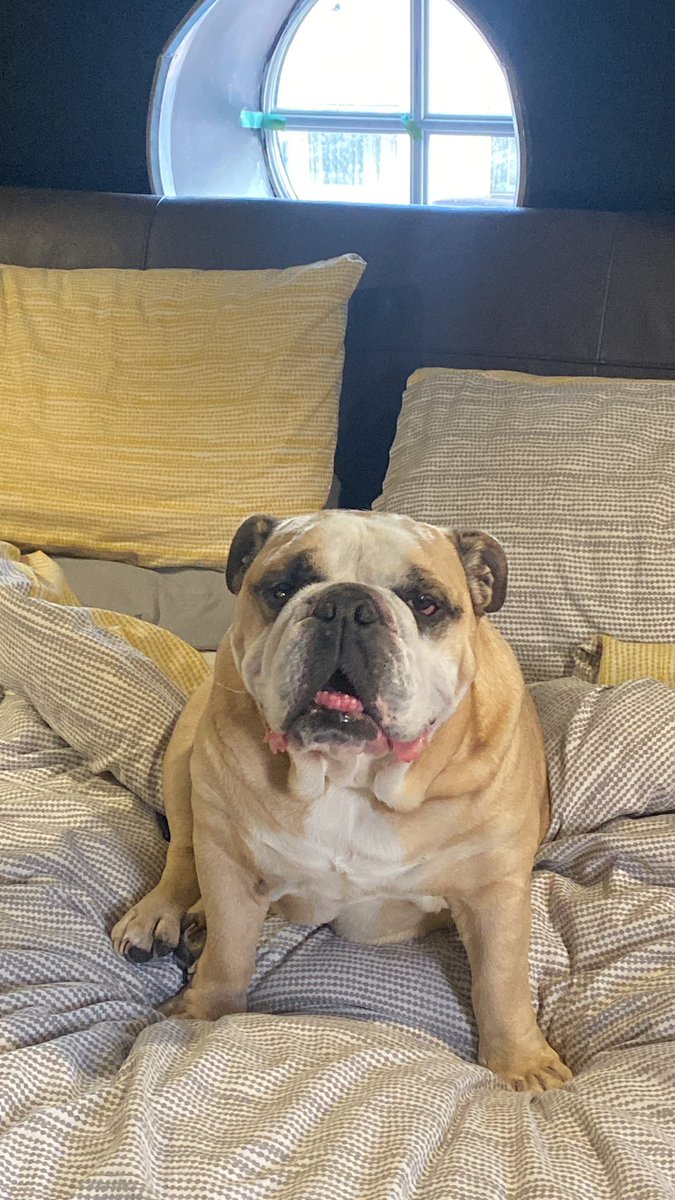 lizrmarsh's tweet image. Fly High Woody #ripwoody #bulldog #mrgrumpy 🐶🥲😢🐾