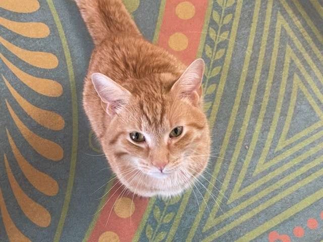 PawsUpTampa's tweet photo. Welcome in Simba 3. With a name as silly as that, comes a personality to match! He's a playful one year old domestic shorthair with a lot of energy, and wants someone who can join him in his mischief! Come visit Simba 3 and his friends at the @HumaneTampaBay. https://t.co/wkqgjjLXqh
