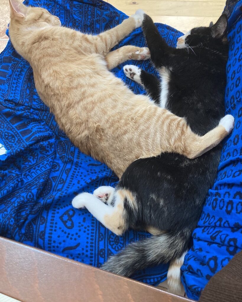 Twins entering pre-teenage years, more sleeping (together)