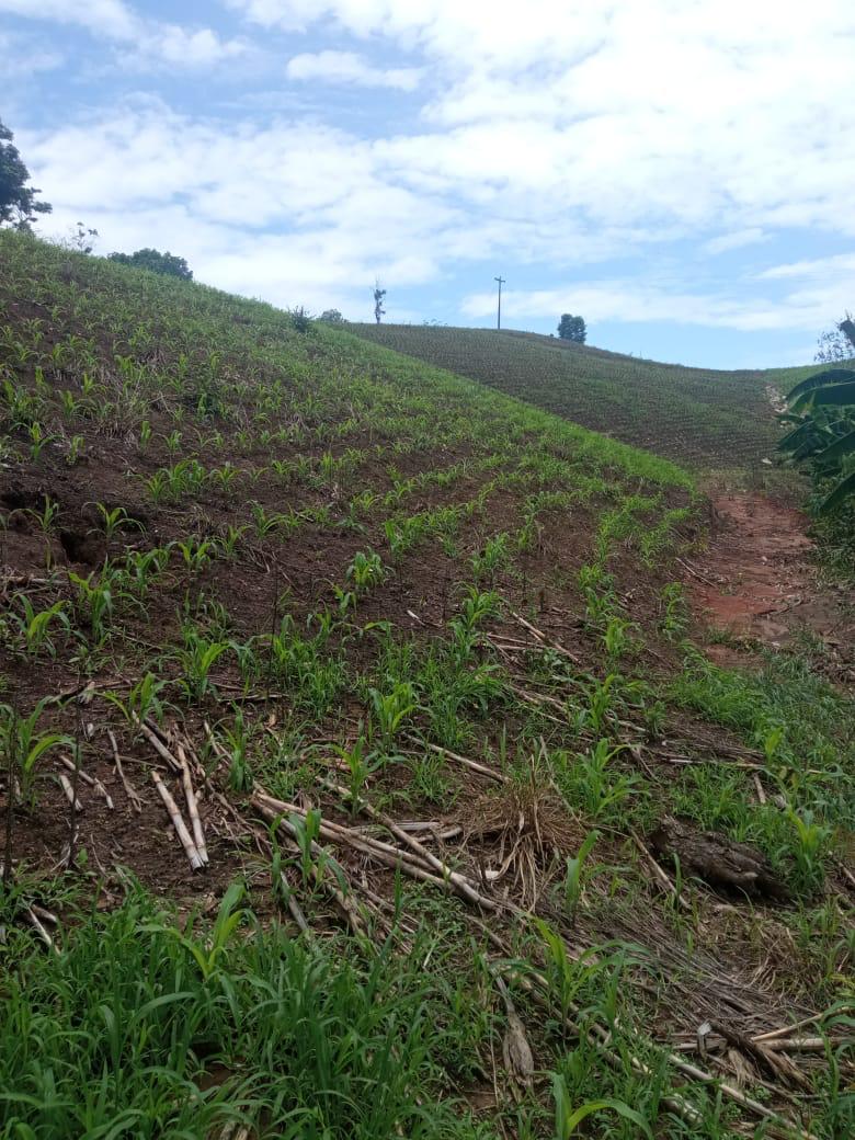 #ElOro | Realizamos las siguientes actividades en beneficio del productor:
✔ Identificación 🐮 con arete oficial de <a href="/AgrocalidadEC/">Agrocalidad</a> previo a la entrega de pólizas de Seguro Ganadero
✔ Seguimiento a pólizas de seguro agrícola canal <a href="/BanEcuadorBP/">BanEcuador</a> y directo 
#TrabajamosPorElAgro