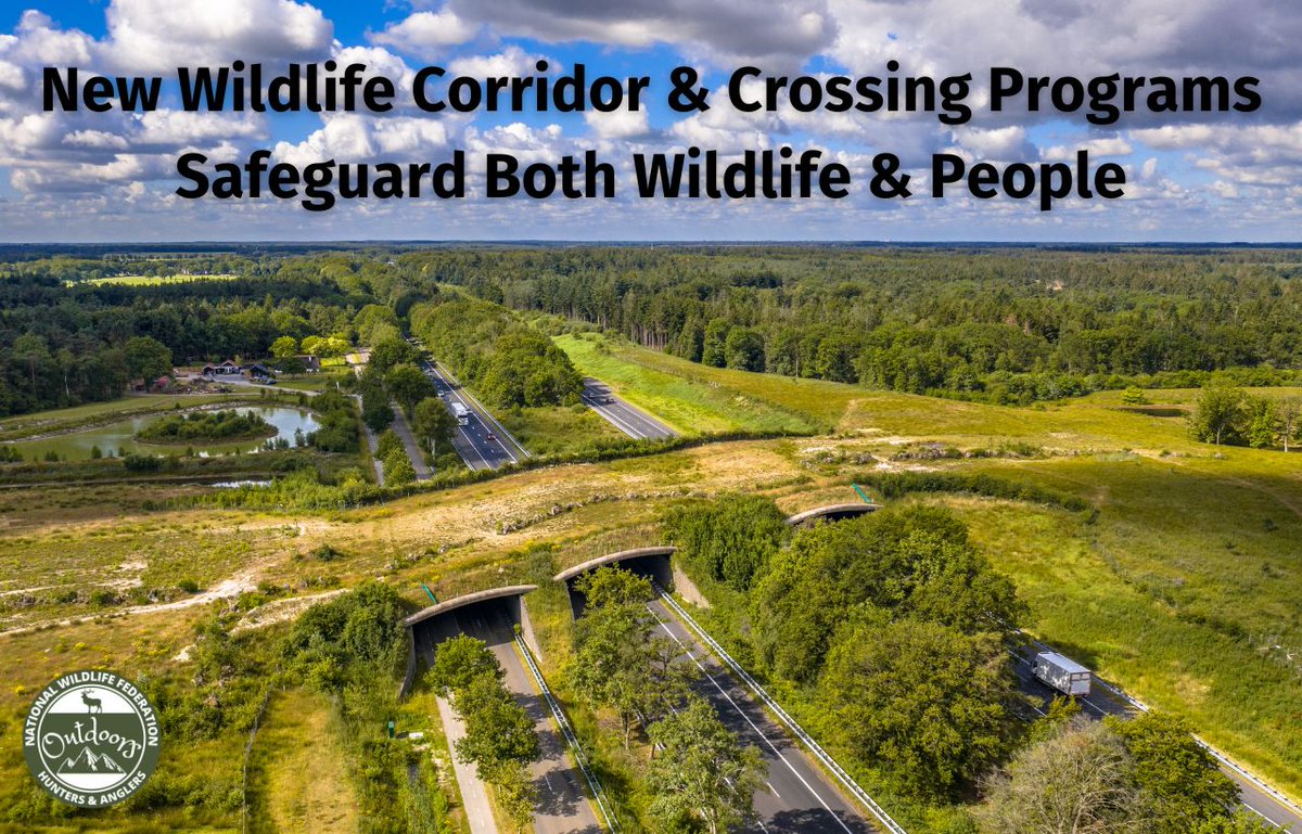 “The new policy to consider #MigrationCorridors & connect #WildlifeHabitat when making federal land management decisions will improve collaboration with state, local & Tribal #wildlife managers to safeguard #migration pathways.' @NWF's Mike Leahy. 👉nwf.org/Latest-News/Pr…