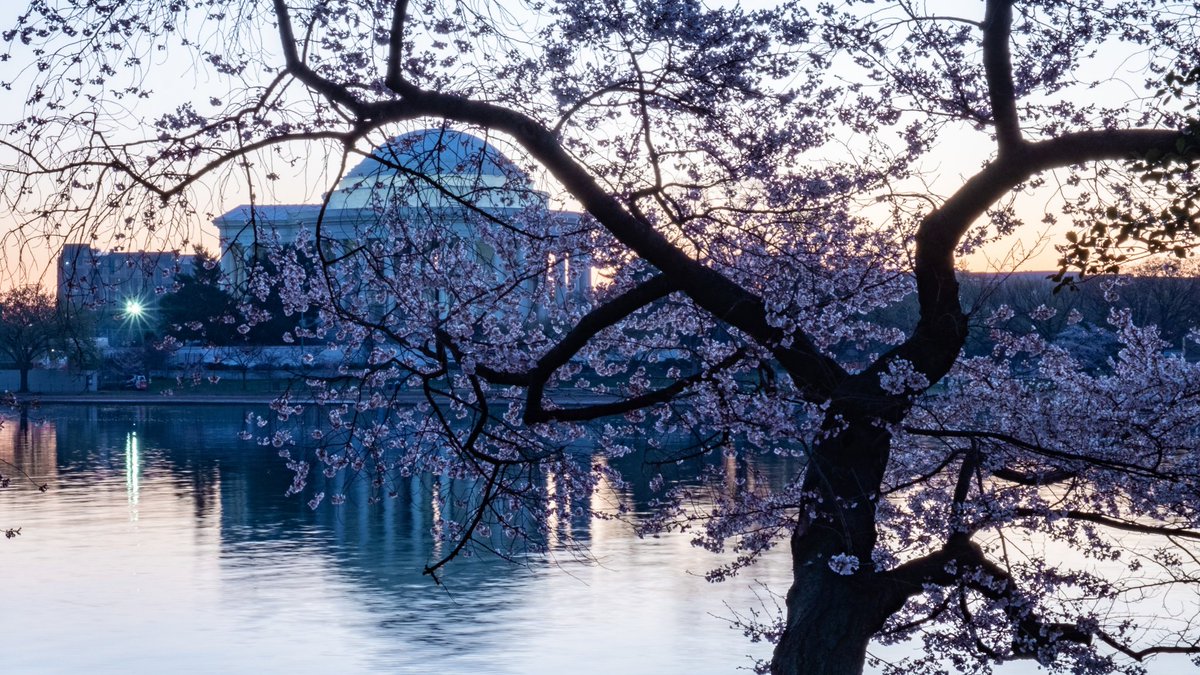 TyMurphy19's tweet photo. Happy first day of Spring from Washington, DC! 🍒
#HappySpring2023 https://t.co/hHPVkSbzSn