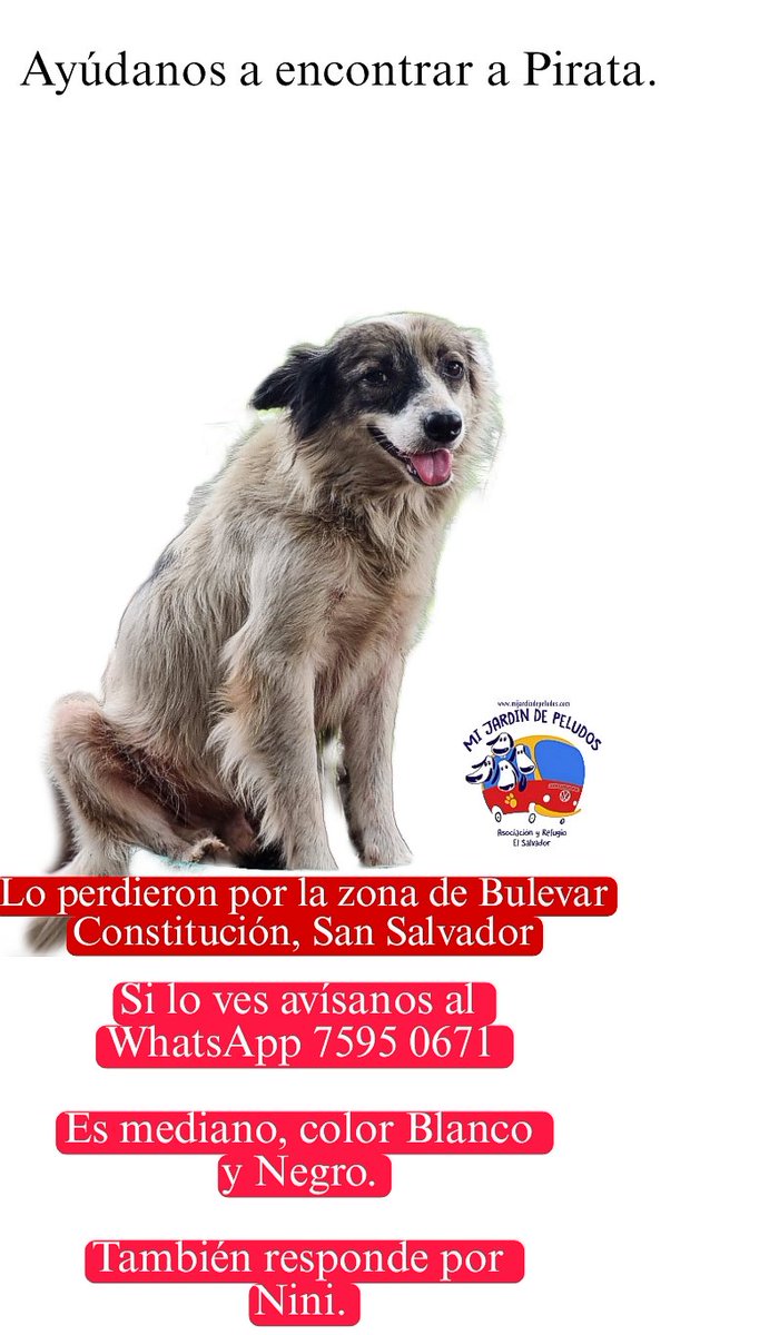 Ayúdanos a encontrar a Pirata.

Lo dimos en adopción, pero lo dejaron solo y se escapó. 
Si usted lo ve, por favor avisar al WhatsApp 7595 0671.