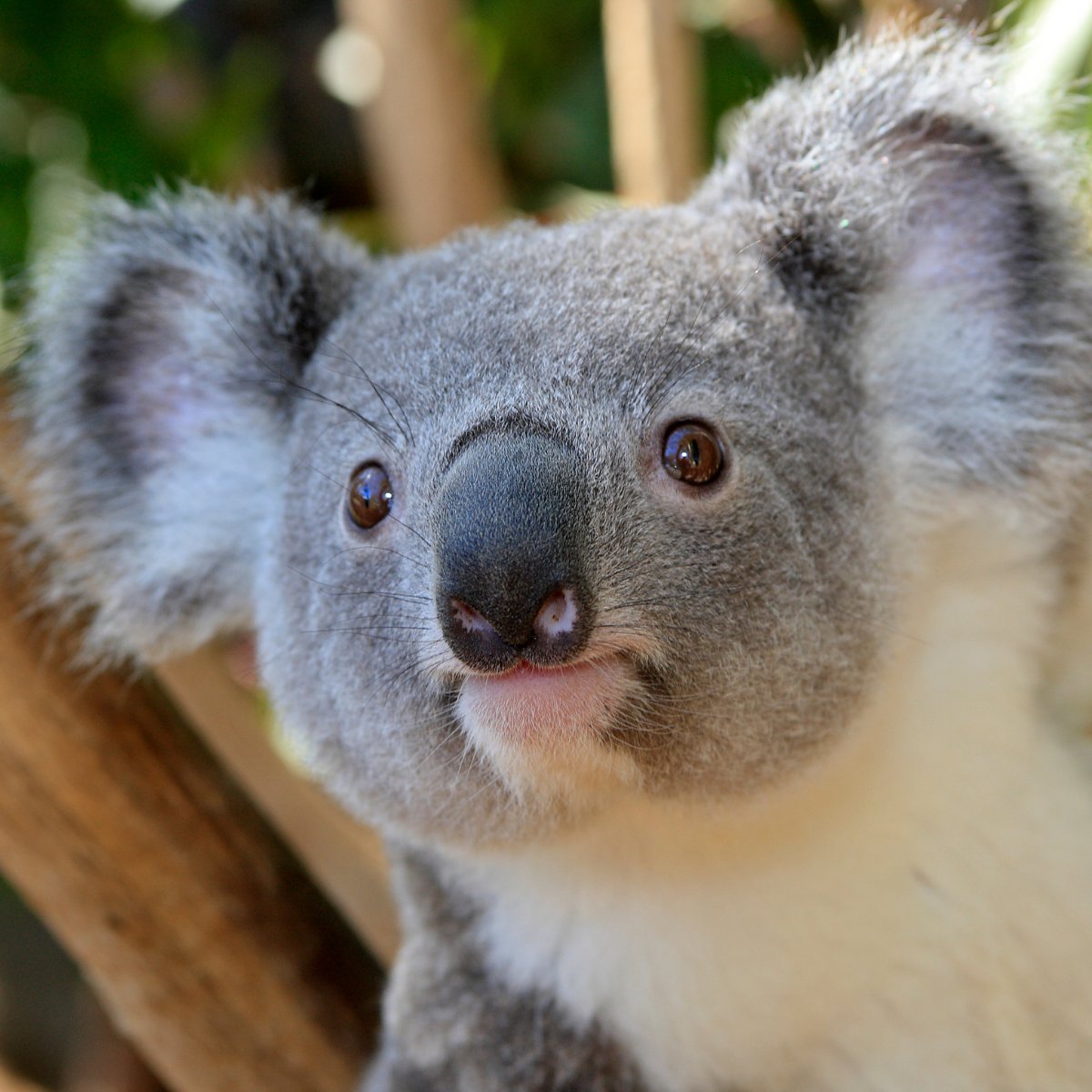 LandscapeCarbon's tweet photo. We’re tipping that in less than 10 years, almost every business will have a #climate project. Join us to restore landscapes &amp; save native wildlife species in #australia. 2023 project sponsorships now open.

#climatecrisis #climatesolutions  #wildlifeconservation https://t.co/1M3Nuw70Es