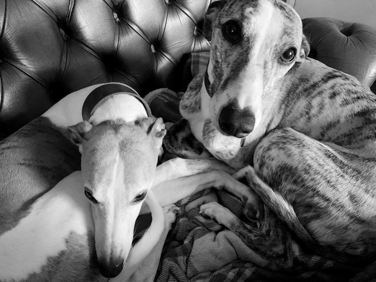 1GAChaplin's tweet photo. The #whippet boys have been settled on the sofa, listening to an electric mix of #Jazz courtesy of #Satchmo &amp; a bit Irving Berlin.  I meanwhile have had a cup tea &amp; digestive.    This is an exciting life! https://t.co/cxjAogG6rU