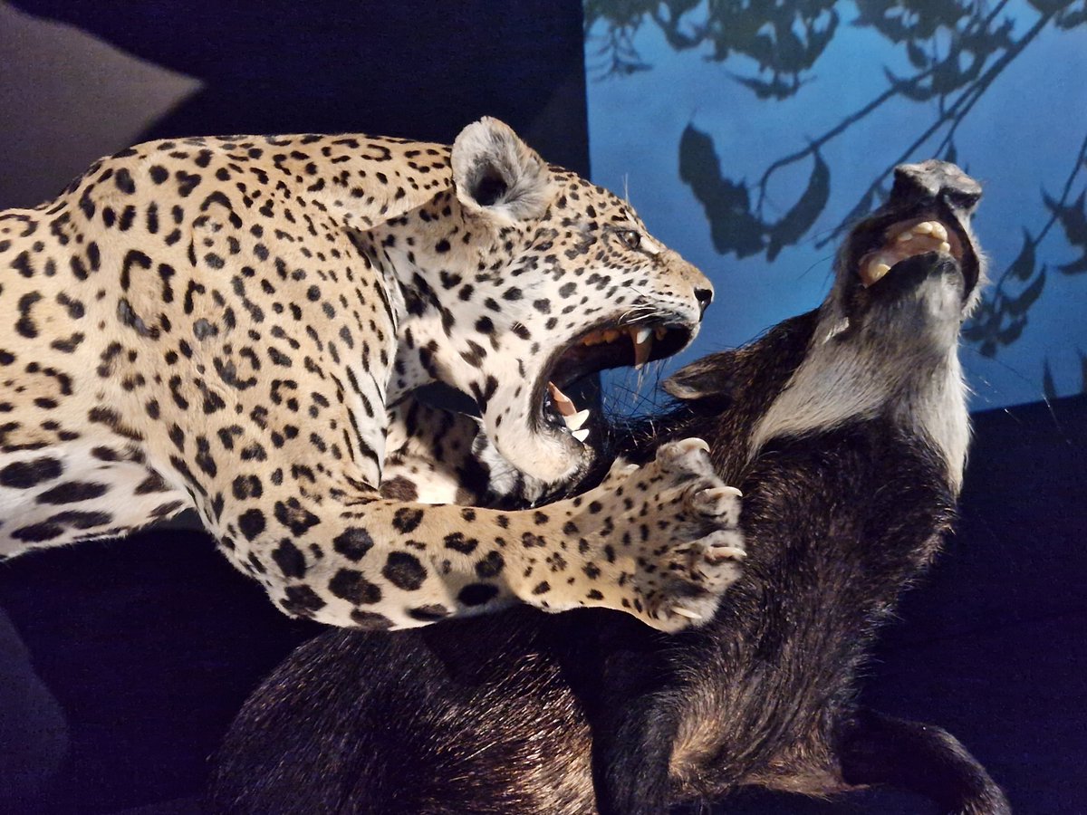 pybureau's tweet photo. Inauguration ce mardi soir à la Grande Galerie de l'Évolution de l'#ExpoFélins, à la découverte des 38 espèces de #félins qui existent dans le monde, dont 17 sont menacées d'extinction. Certaines sont visibles au @zoodeparis et à l'honneur dans le cadre de la #SaisonPrédateurs. https://t.co/vUPN2dp5Eq