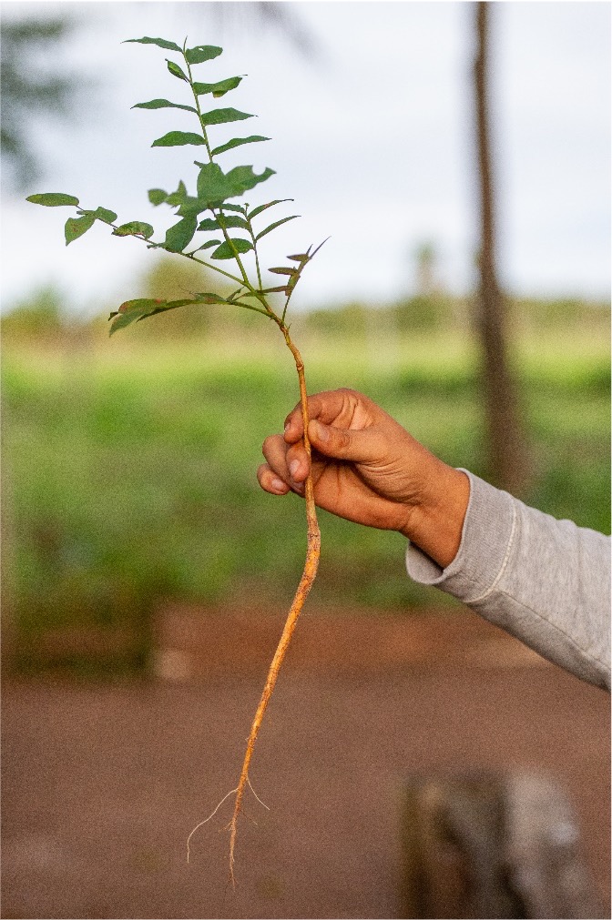 HelenaLindemark's tweet photo. Glad to be able to announce that on the #InternationalDayofForests we've started planting 20,000 Baru Trees in Bolivian #Amazon #rainforest The 1st part of a larger venture for #reforestation #restoration #biodiversity #ClimateAction #SustainableDevelopment #AmazonforLife🌱🌳💚🌎 https://t.co/c3eSrpr861