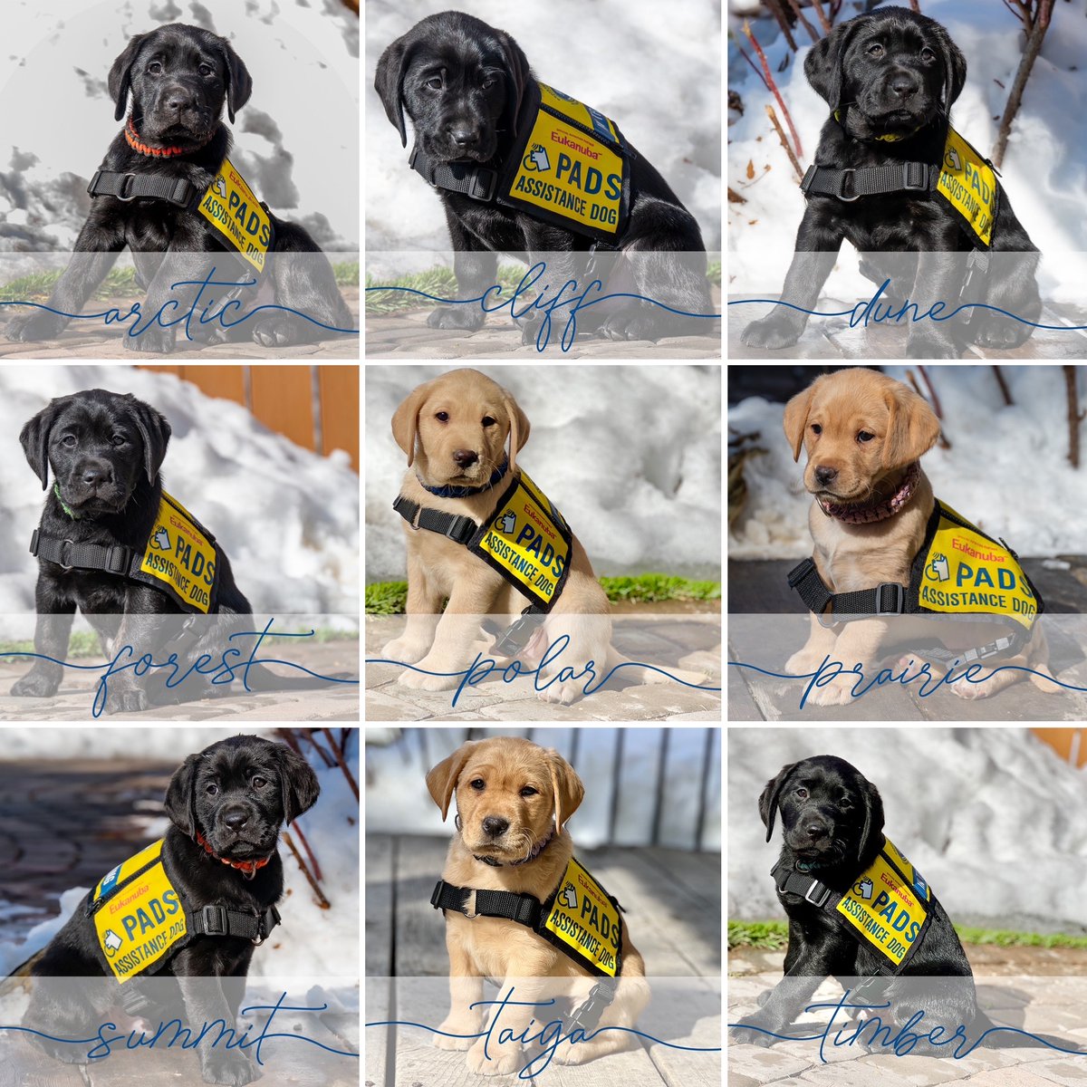 PADSdogs's tweet image. The Landscape Litter puppies have put on their yellow vests and are ready to meet their Puppy-Raisers. Join us in welcoming Arctic, Cliff, Dune II, Forest II, Polar, Prairie, Summit II, Taiga and Timber II. #PADSPuppies #PADSCalgary