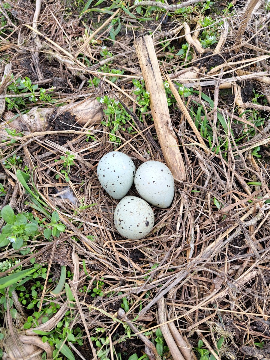 Vandaag al het 32e kievits nest gevonden op ons bedrijf. Vooral op en rond het maisperceel.  Nog nooit zoveel zo vroeg. Deze kievit mist nog wat pigment voor zijn eiereren 😀
<a href="/WaterLandDijken/">Water, Land en Dijken</a> <a href="/BoerenNatuurNL/">BoerenNatuur</a> <a href="/vogelnieuws/">Vogelbescherming NL</a> @landschapnh