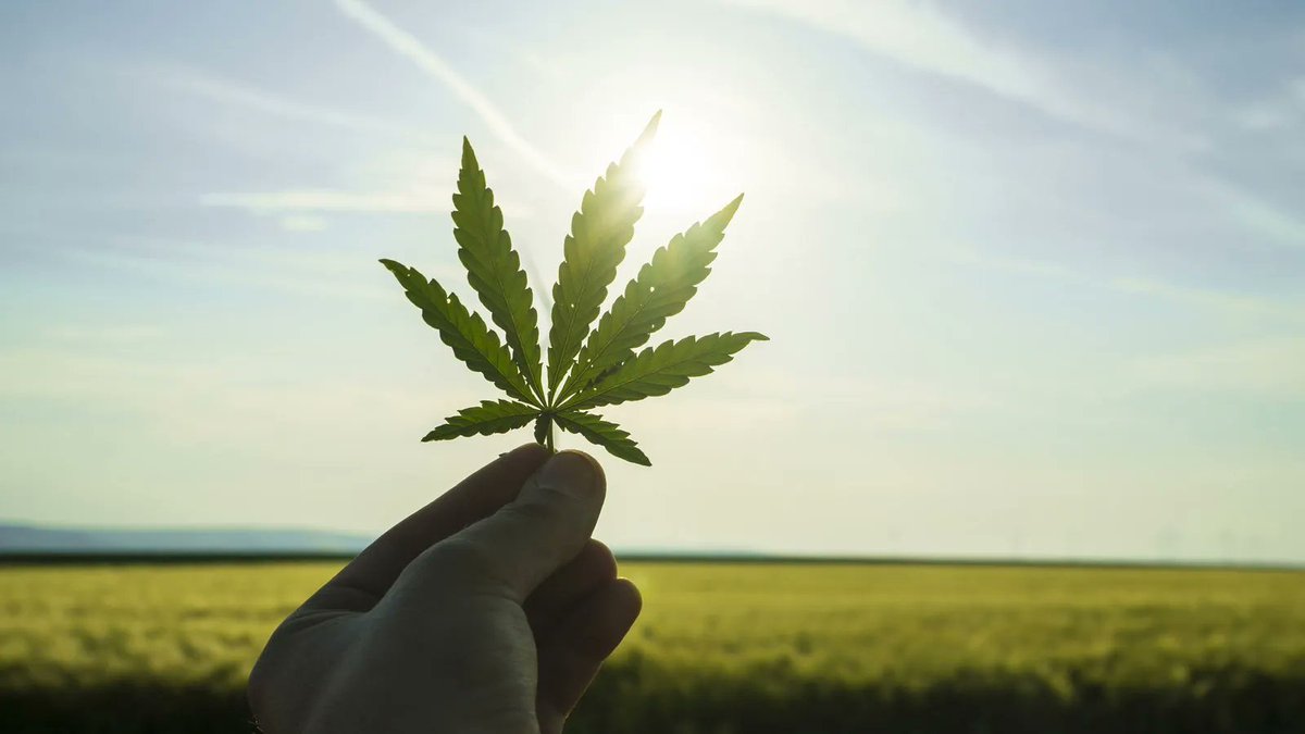 Why Are Cannabis Stocks TLRY, SNDL, OGI and ACB Up Today? | buff.ly/3LB57VU | #investment #stocks
