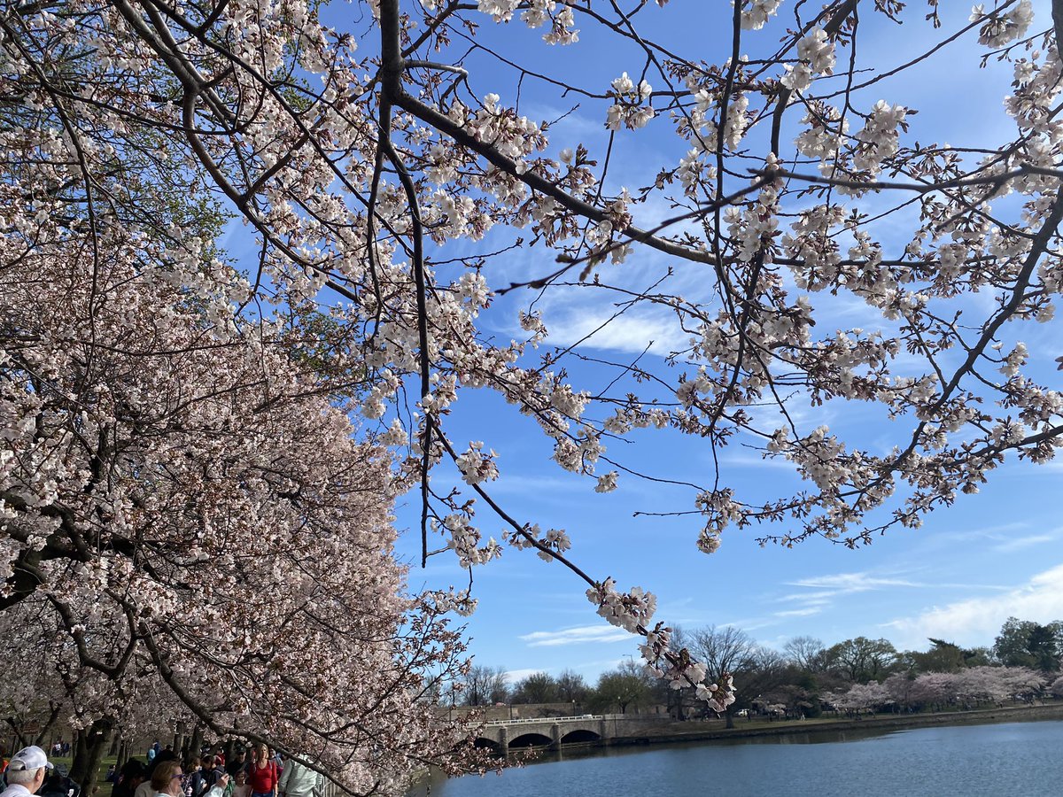 Springtime in DC. 🌸#CherryBlossoms are a must-see before @awwa Fly-In on Capitol Hill. Prioritizing the importance of investing in water has never been more important. #ValueWater