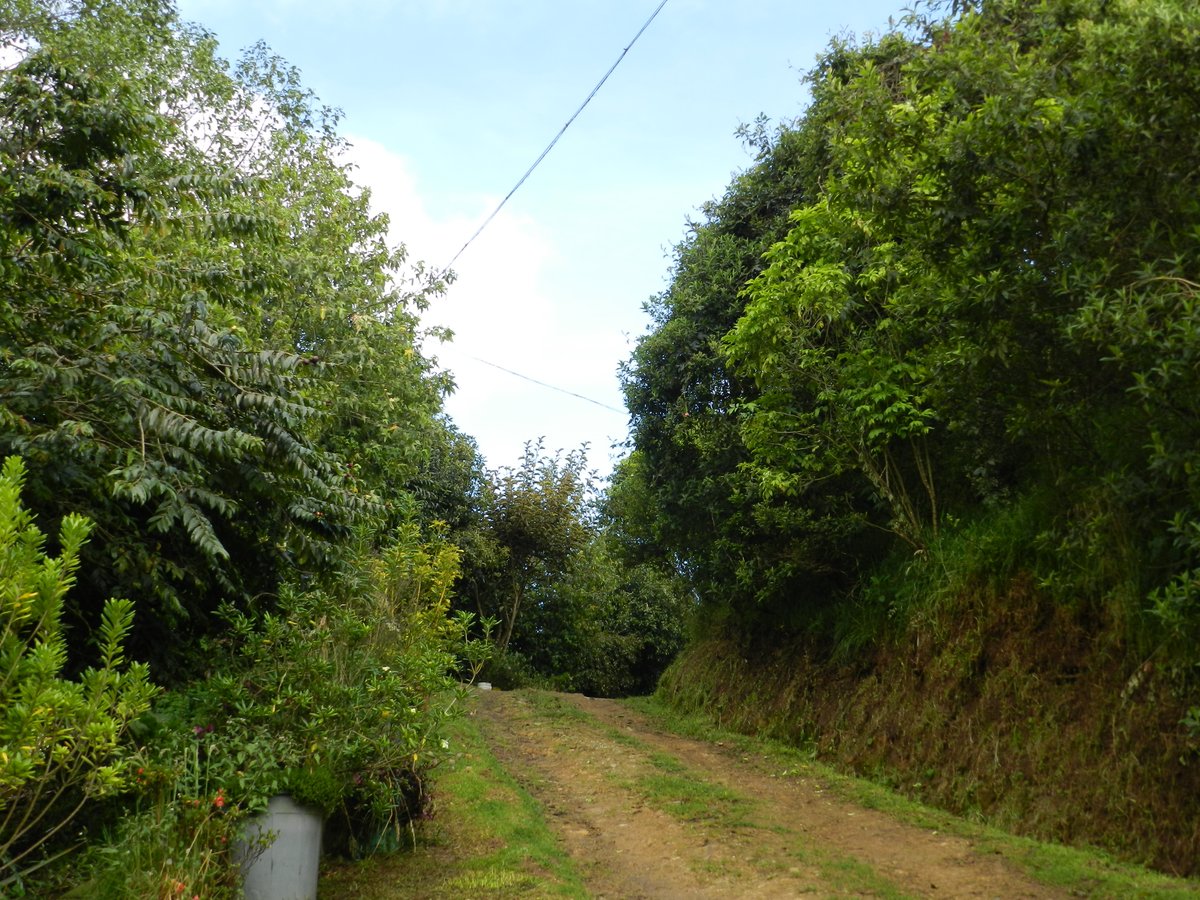 🌳🍃¡En Bisvita nos tomó una década reparar el suelo degradado, sembrar más de 1.000 árboles nativos y lograr convertir un pastizal en un bosque restaurado! 

Hoy, en el #DiaInternacionalDeLosBosques, recordamos la importancia de estos ecosistemas.