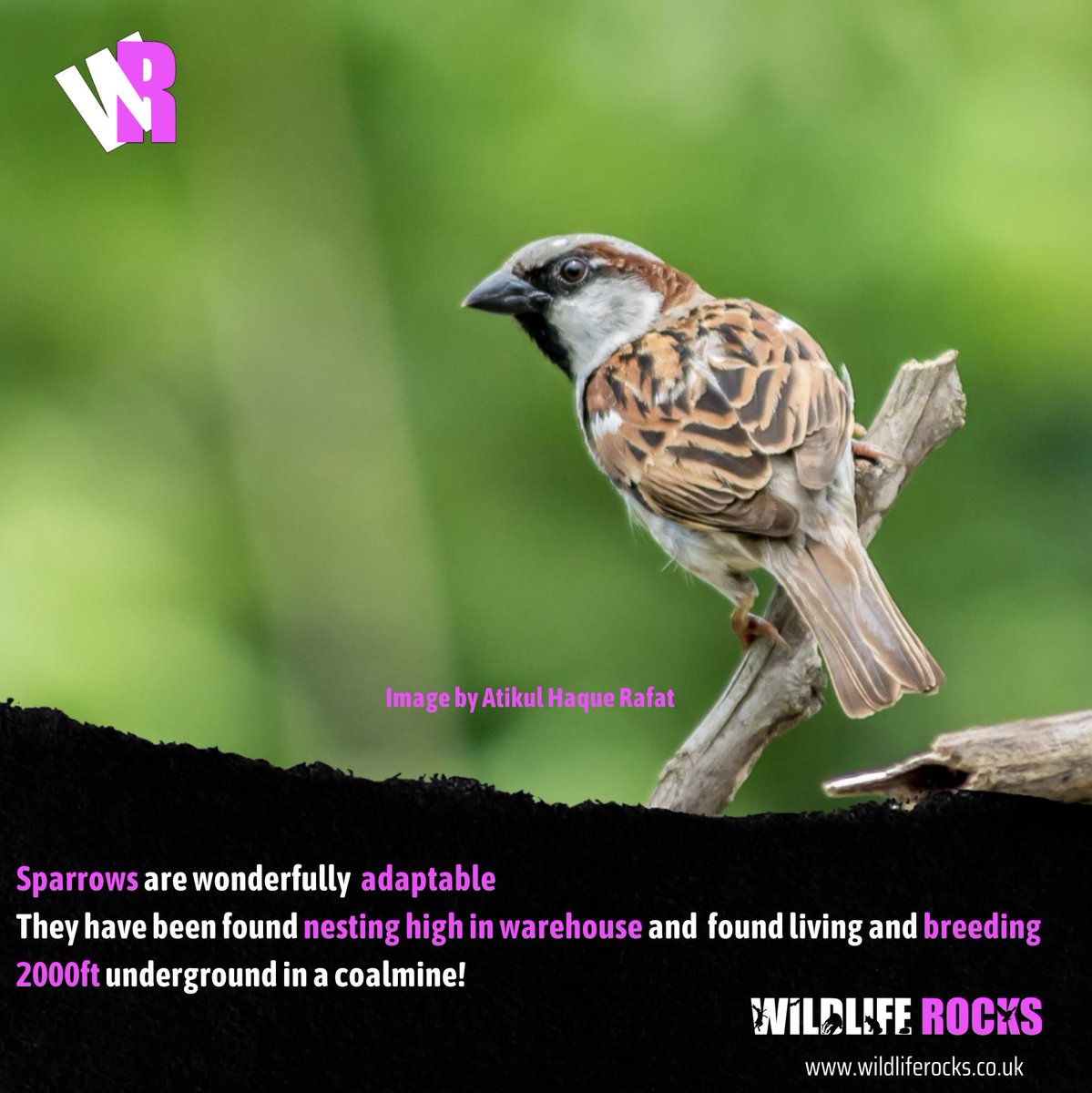 WildlifeRocksMe's tweet photo. Sparrows are wonderfully adaptable 
They have been found nesting high in warehouses and found living and breeding 2000ft underground in a coalmine!
#Wildliferocks https://t.co/Rx4UZgpoQh