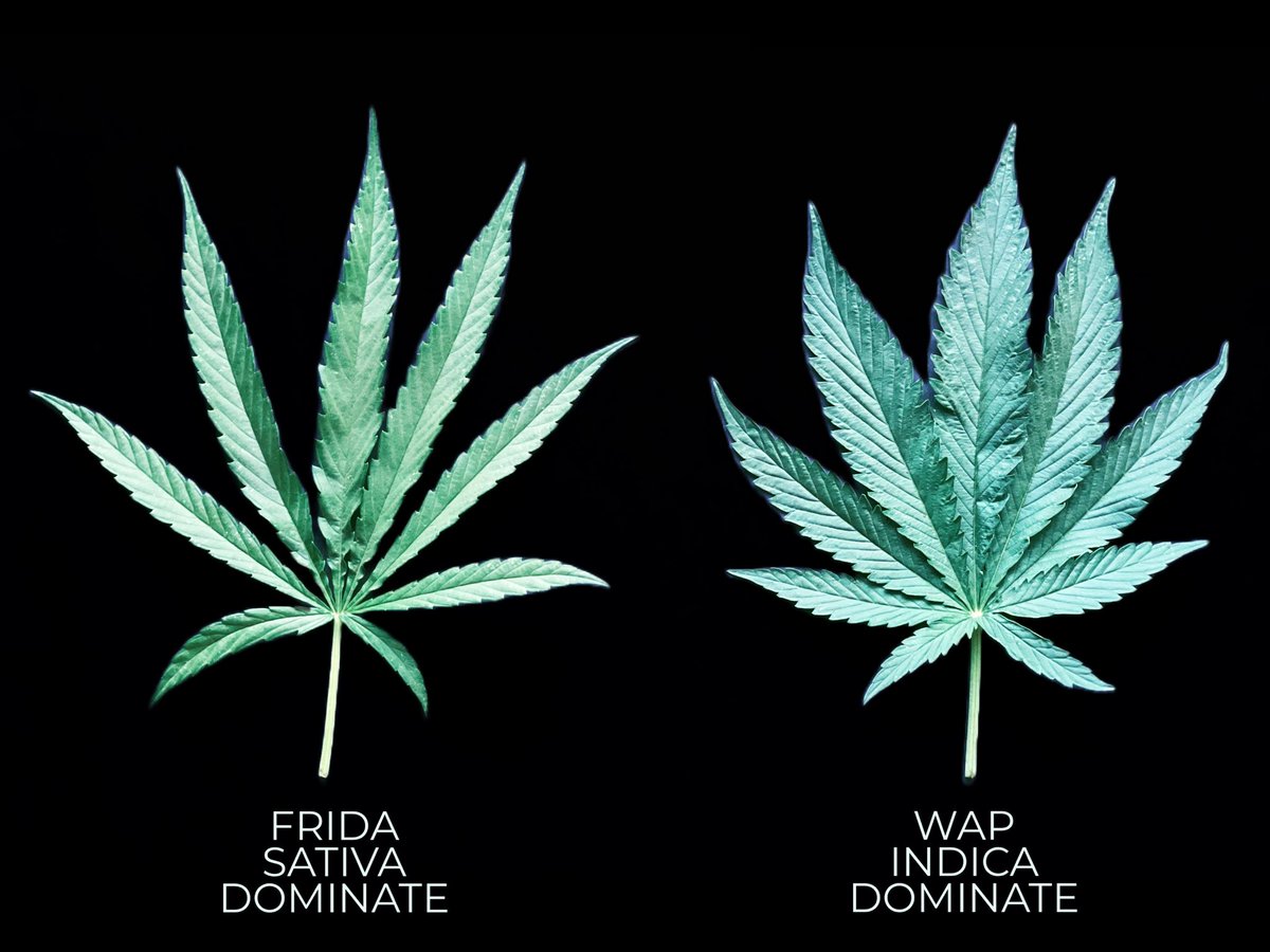 rancheramami's tweet photo. Sativa or Indica Hemp Leaves 🍃 Which is your preference?
#cbd #hemp #leaves #plants #garden #cannagars #artsandcrafts #hemptea #resinprojects #edibles #hempleaf #sativa #indica https://t.co/bWl0C176Sa