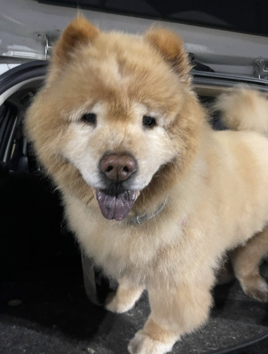 PinkEligio's tweet photo. I’ll miss you Teddy Bear! RIP!
3/24/2011 to 3/20/2023 🌈

💖🌸💖
.
.
#chowchow #chowchowpuppy #teddy #doggyheaven #teddybear https://t.co/odBrb1dfuL