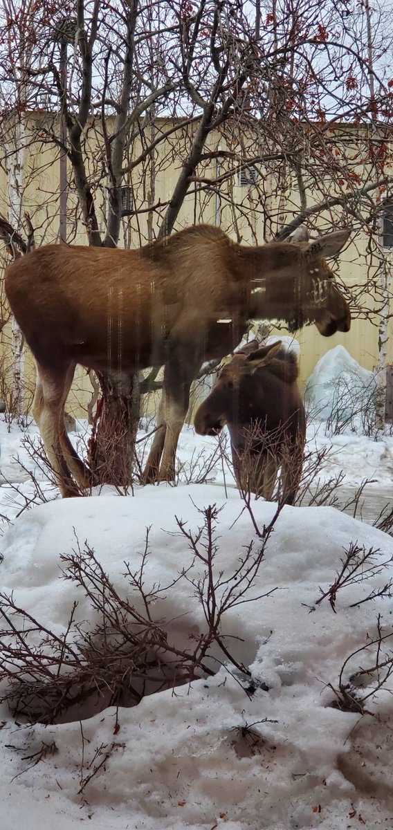 SpaceFarmingSFI's tweet photo. #Twins brought their Mom to visit at our Living Lab today. They like to look in our windows at all the #freshfood. It's warmed up to 27 F today. Our Mountain Ash tree is yummy they said. https://t.co/mQFZbsRYUF