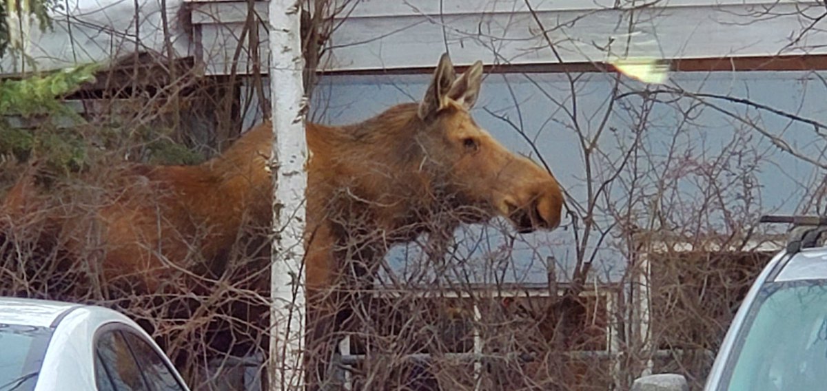 SpaceFarmingSFI's tweet photo. #Twins brought their Mom to visit at our Living Lab today. They like to look in our windows at all the #freshfood. It's warmed up to 27 F today. Our Mountain Ash tree is yummy they said. https://t.co/mQFZbsRYUF