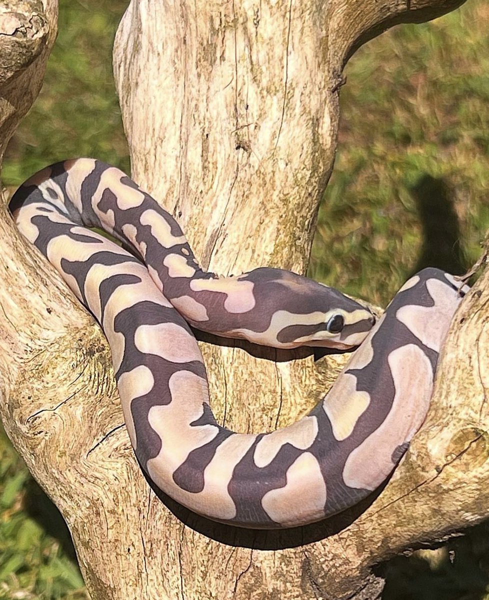 Fingers crossed I can breed a few more of these this year 🤞 #scaleless #Python #ballpython #royalpython #snakebreeder #reptilelover #pets #beautiful #Norfolk #snakes #reptiles