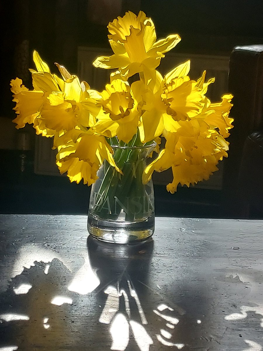 Spring is here #Spring #DaffodiLs #Daffodil #yellow #flowersspringtime #flowerstagram
