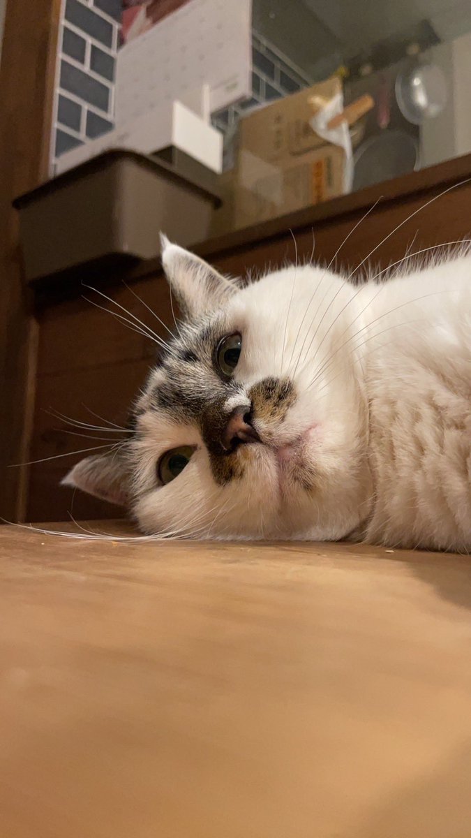 猫田さん 猫21匹の下僕 (@necotasan22) / Posts / X