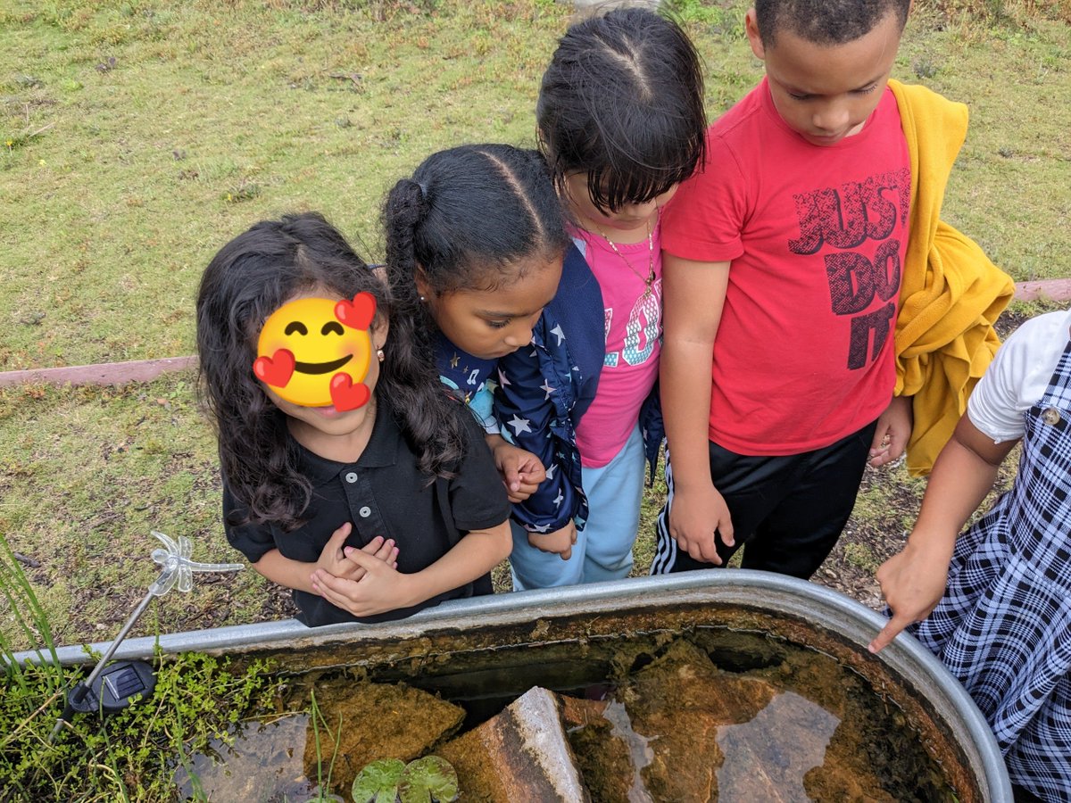 The @Govalle_Roadies @ACEatx students refurbished edible🍄meditation maze, composted, filled the pond & learned about aquatic plants and animals today. @AustinISDGreen @AISD_SEL_CPI @AustinISD_STEM @EMVT_STEM @aratisingh @ofeliaforaisd @Noelita4AISD @LYNNforAISD @dr_kmfoster