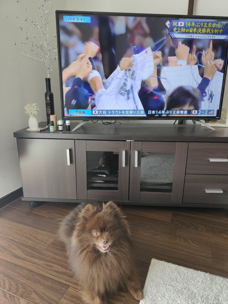Myamu_Suke's tweet photo. 🥳🇯🇵🥳🎉✨💥⚾
レヴィは興味ないらしい。
#WBC #日本vsアメリカ #日本優勝 https://t.co/0zDFKNrVb1
