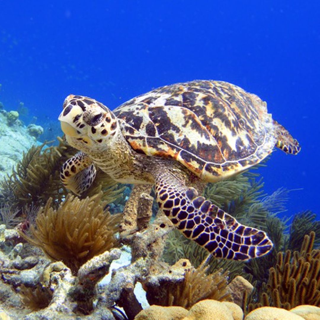 turtlenews's tweet photo. We are often asked what turtles eat. ā Here are the diets of a few:
ā
⤠Leatherback turtles eat jellyfishā
⤠Loggerhead turtles eat clams and sea urchinsā
⤠Green turtles eat seagrasses
More at our website.
ā
#turtlenews #seaturtlefoundation #seaturtle #turtlesfortomorrow https://t.co/ILXadEXhJn