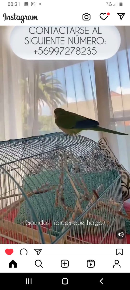 Katherin8782818's tweet photo. #SePerdio #Kevin si alguien lo ve,en las fotos estan los datos para comunicarse,se volo del susto por el temblor https://t.co/mL5fU6ZgO9