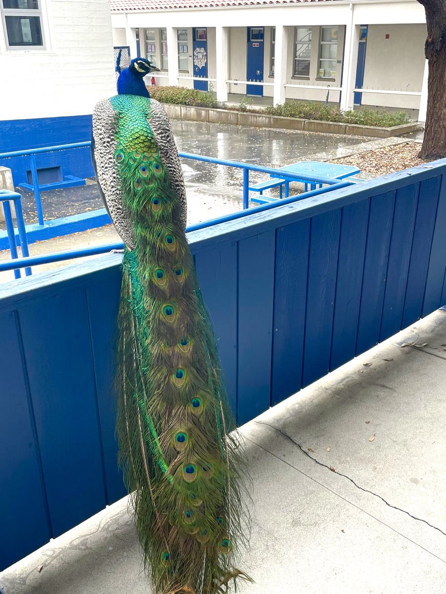 ArcadiaUnified's tweet photo. As seen �� at Holly Avenue Elementary School 🏫 today 🦚 taking a break from the rain 🌧️! 
📸: @teacheraesmith 👏🏻 🙏🏼 
#abc7eyewitness #mydayinla https://t.co/EqnIK8Qcnz