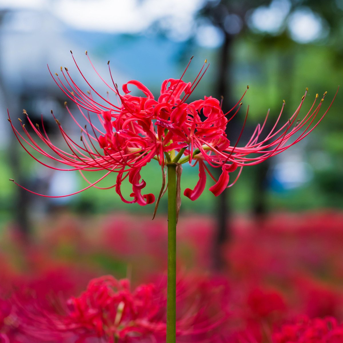 canopickles's tweet photo. @MissGinaDarling Red spider Lily! https://t.co/W0qw5lgQdg