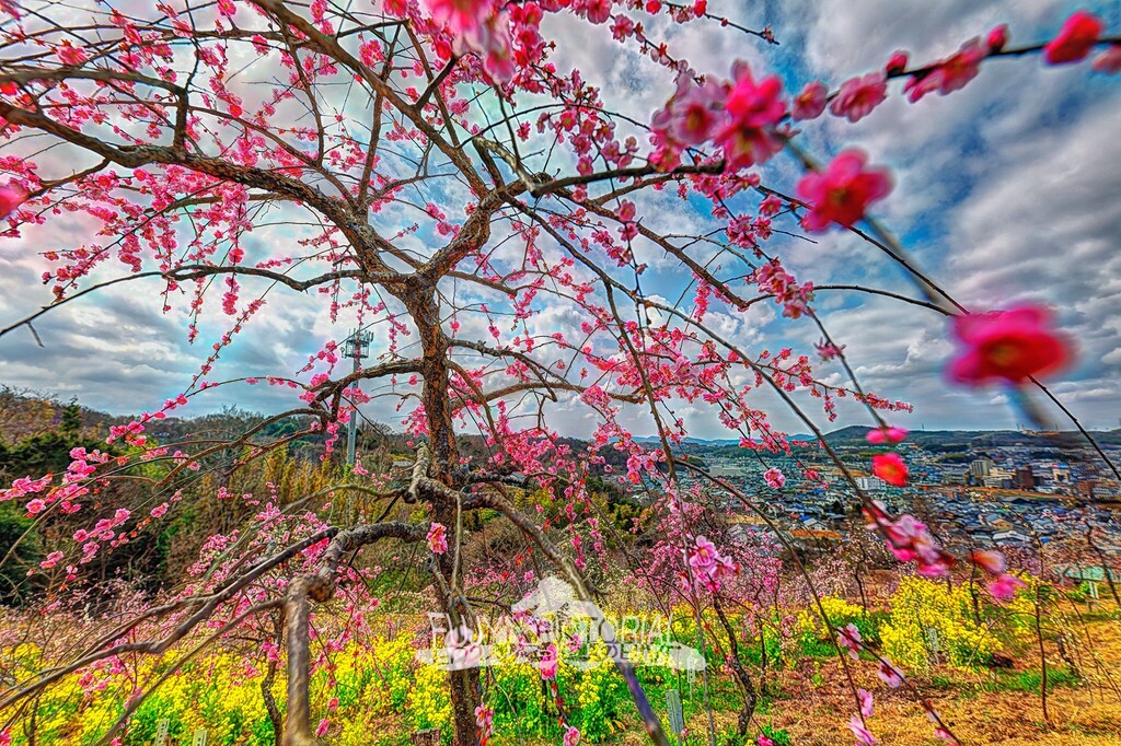 fujyn234's tweet photo. https://t.co/0u1revUUbI
#plum #plumblossom #blossom #ume #springtime #naturephotography #hdr #hdrimage #hdrphoto #lumix https://t.co/Sn2E8lLH1C https://t.co/w48brfJmzT