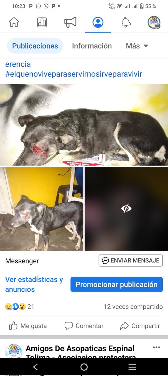 asopaticas's tweet photo. 🫂👥Amigos de Asopaticas 🐾💙
Esta es Lulú 🐕  la bendición numero 40 del refugio! Ella sufrió un accidente el dia sábado en la noche por los lados más arriba del molino Flor Huila; ella se cruzó la carretera sin pensar y el señor trato de hacer todo lo posible por no atropellar https://t.co/lZSju5oEoQ