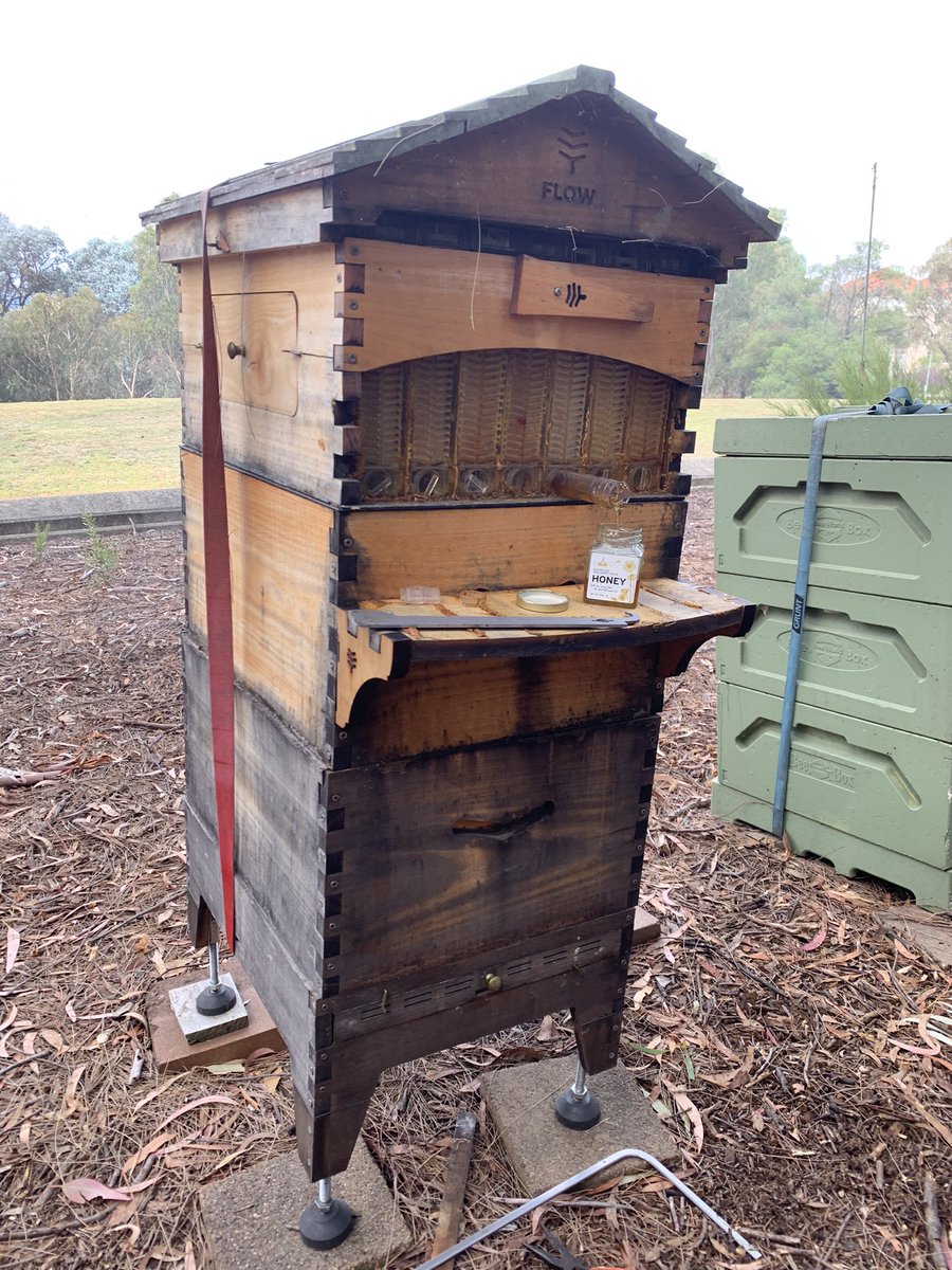 Bee keeping at Parliament House, who knew?! First honey harvest in over a year 😱 #SMP2023 @ScienceAU @foodmoodcentre @IMPACTDeakin