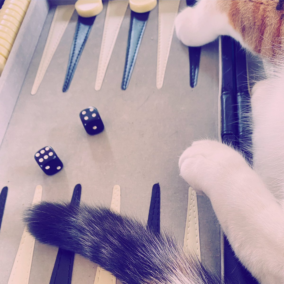 EasyWebThings's tweet image. Dear twitter. 

The office human is threatening to hand my twitter privileges to the office dog, because I’m apparently, doing a terrible job at twitter. (Instagram is ok) 

I have a week so save my job. 

Any ideas of how I could do better tweets? 😿

-Mosaic the office cat