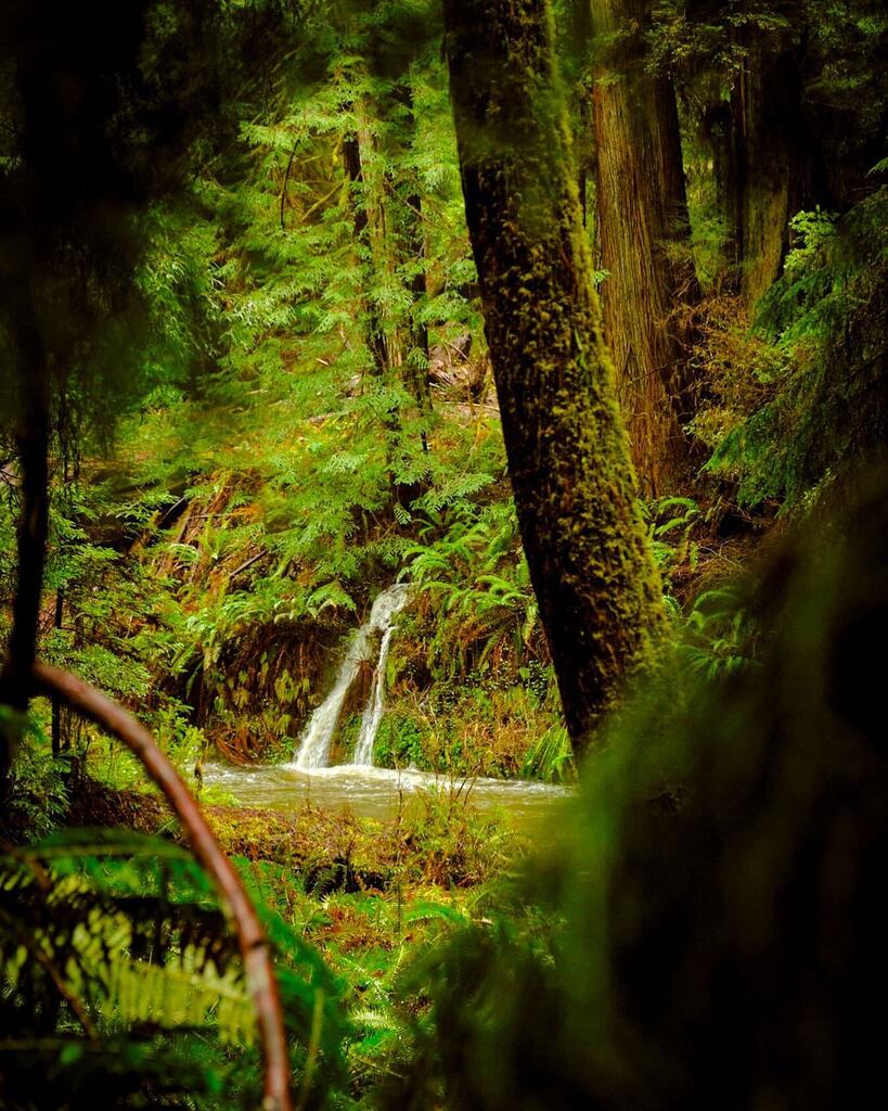 I spy a mini waterfall through a gap in the redwood boughs, wow. Wows. Wowsafall. 

#redwood #redwoodnationalpark #waterfall #waterfallphotography #waterfallchasing #pnw #pnwwonderland #pnwadventures #prairiecreekredwoodsstatepark #rainforest #evergreen … instagr.am/p/CqE0CmQu2NT/