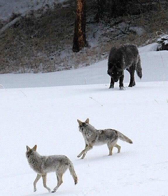 james_lees81's tweet photo. @todayyearsold I love this picture, wolf and coyotes https://t.co/XwZho2yicy