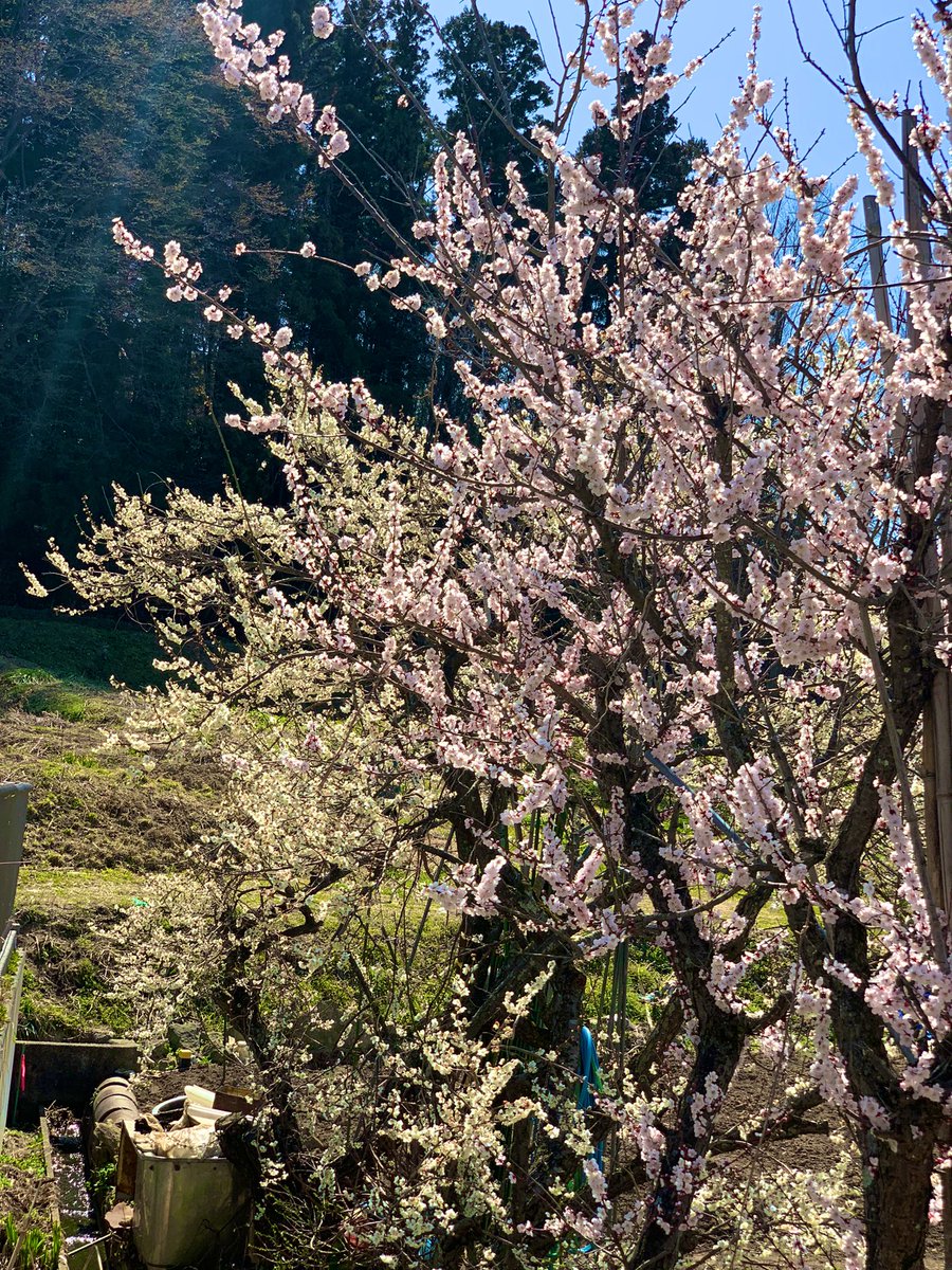 わたけー | まちづくり活動に奮闘中 tweet media